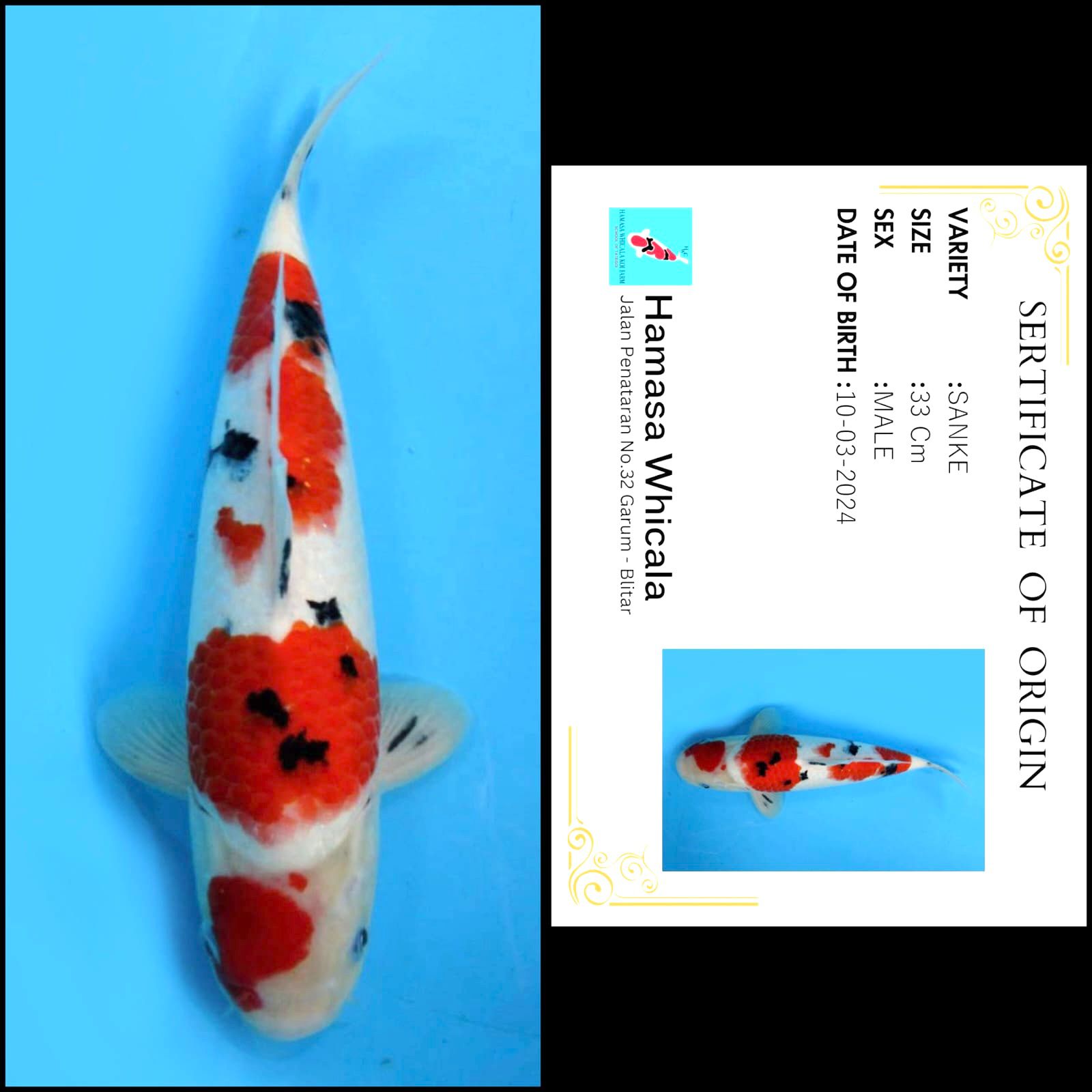 Lelang Koi Online, Jual Beli Ikan Koi, Pusat Jual Beli Koi, Info Lelang Koi Hari Ini, Platform Jual Beli Koi, Jual Beli Ikan Koi Online, Marketplace Ikan Koi, Jual Koi Terbaik, Tempat Beli Koi Berkualitas, Pasar Ikan Koi Online Terpercaya, Penjual Ikan Koi Terpercaya, Beli Koi Hias Online, Ikan Koi untuk Dijual, Koi Kualitas Terbaik, Toko Online Ikan Koi, Koi Hias Untuk Dijual, Jual Beli Ikan Koi Lokal, Koi Indonesia Online, Pusat Jual Beli Koi Terbesar