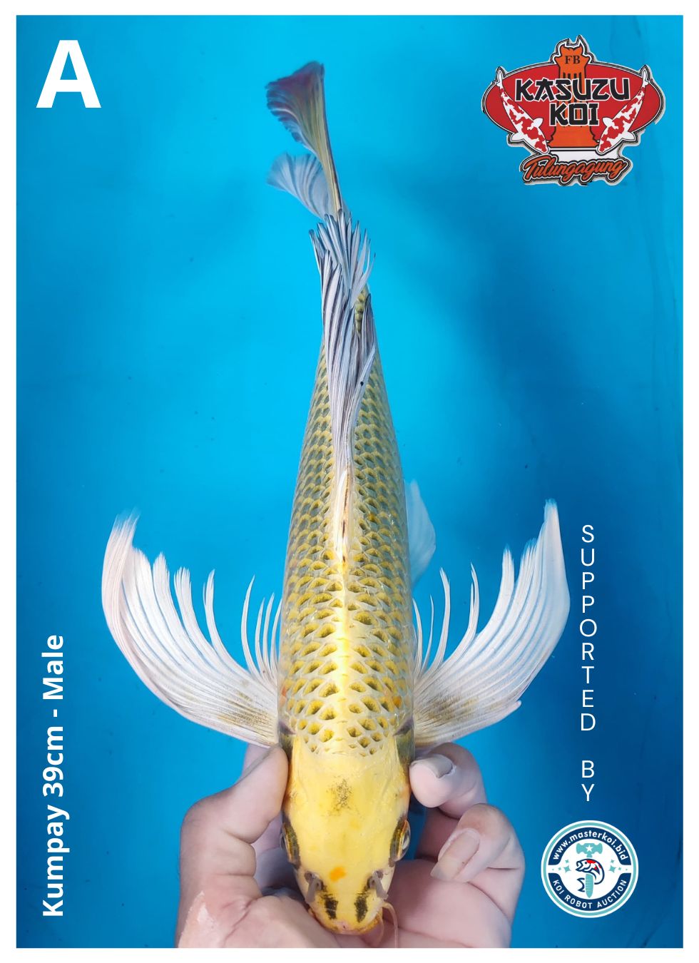 Lelang Koi Online, Jual Beli Ikan Koi, Pusat Jual Beli Koi, Info Lelang Koi Hari Ini, Platform Jual Beli Koi, Jual Beli Ikan Koi Online, Marketplace Ikan Koi, Jual Koi Terbaik, Tempat Beli Koi Berkualitas, Pasar Ikan Koi Online Terpercaya, Penjual Ikan Koi Terpercaya, Beli Koi Hias Online, Ikan Koi untuk Dijual, Koi Kualitas Terbaik, Toko Online Ikan Koi, Koi Hias Untuk Dijual, Jual Beli Ikan Koi Lokal, Koi Indonesia Online, Pusat Jual Beli Koi Terbesar