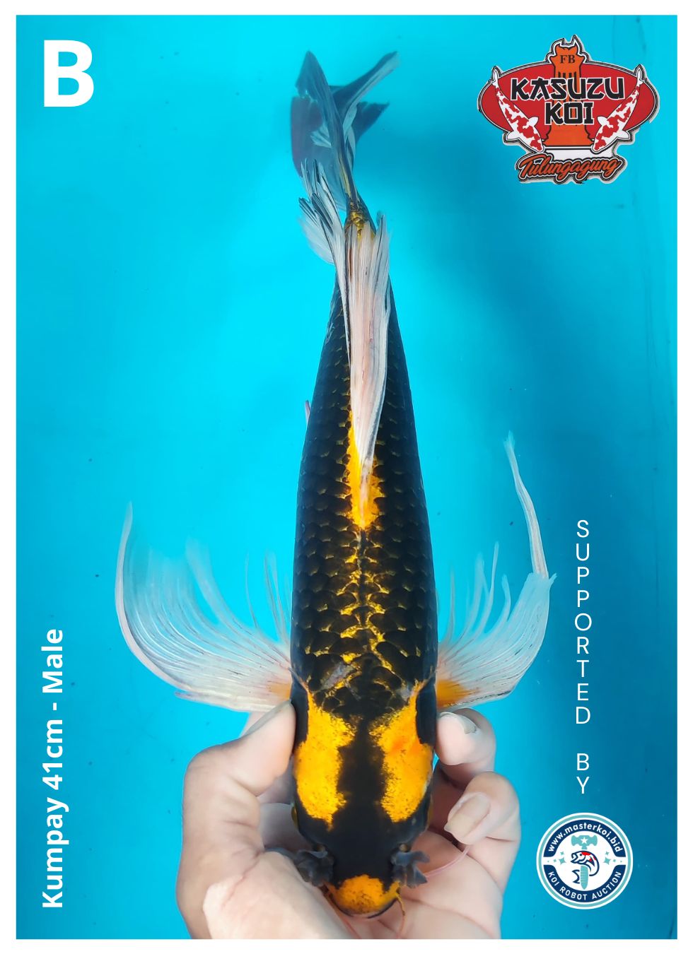 Lelang Koi Online, Jual Beli Ikan Koi, Pusat Jual Beli Koi, Info Lelang Koi Hari Ini, Platform Jual Beli Koi, Jual Beli Ikan Koi Online, Marketplace Ikan Koi, Jual Koi Terbaik, Tempat Beli Koi Berkualitas, Pasar Ikan Koi Online Terpercaya, Penjual Ikan Koi Terpercaya, Beli Koi Hias Online, Ikan Koi untuk Dijual, Koi Kualitas Terbaik, Toko Online Ikan Koi, Koi Hias Untuk Dijual, Jual Beli Ikan Koi Lokal, Koi Indonesia Online, Pusat Jual Beli Koi Terbesar