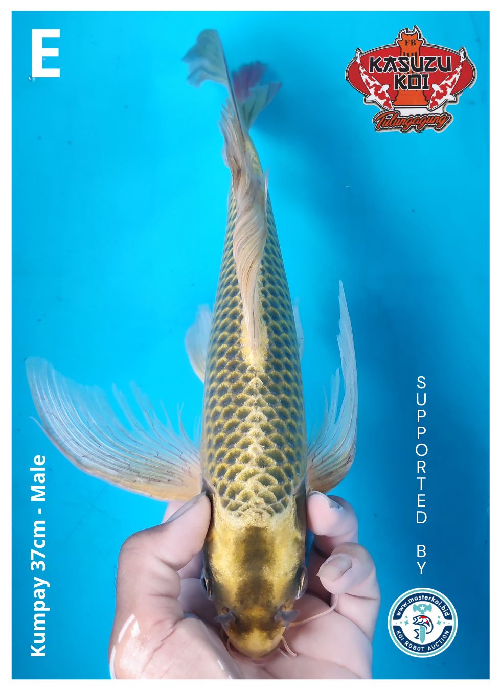 Lelang Koi Online, Jual Beli Ikan Koi, Pusat Jual Beli Koi, Info Lelang Koi Hari Ini, Platform Jual Beli Koi, Jual Beli Ikan Koi Online, Marketplace Ikan Koi, Jual Koi Terbaik, Tempat Beli Koi Berkualitas, Pasar Ikan Koi Online Terpercaya, Penjual Ikan Koi Terpercaya, Beli Koi Hias Online, Ikan Koi untuk Dijual, Koi Kualitas Terbaik, Toko Online Ikan Koi, Koi Hias Untuk Dijual, Jual Beli Ikan Koi Lokal, Koi Indonesia Online, Pusat Jual Beli Koi Terbesar