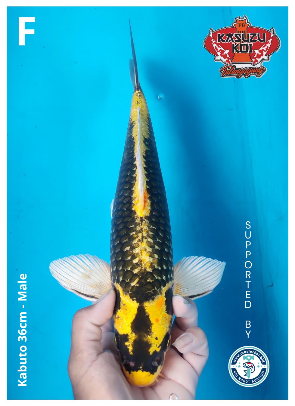 Lelang Koi Online, Jual Beli Ikan Koi, Pusat Jual Beli Koi, Info Lelang Koi Hari Ini, Platform Jual Beli Koi, Jual Beli Ikan Koi Online, Marketplace Ikan Koi, Jual Koi Terbaik, Tempat Beli Koi Berkualitas, Pasar Ikan Koi Online Terpercaya, Penjual Ikan Koi Terpercaya, Beli Koi Hias Online, Ikan Koi untuk Dijual, Koi Kualitas Terbaik, Toko Online Ikan Koi, Koi Hias Untuk Dijual, Jual Beli Ikan Koi Lokal, Koi Indonesia Online, Pusat Jual Beli Koi Terbesar