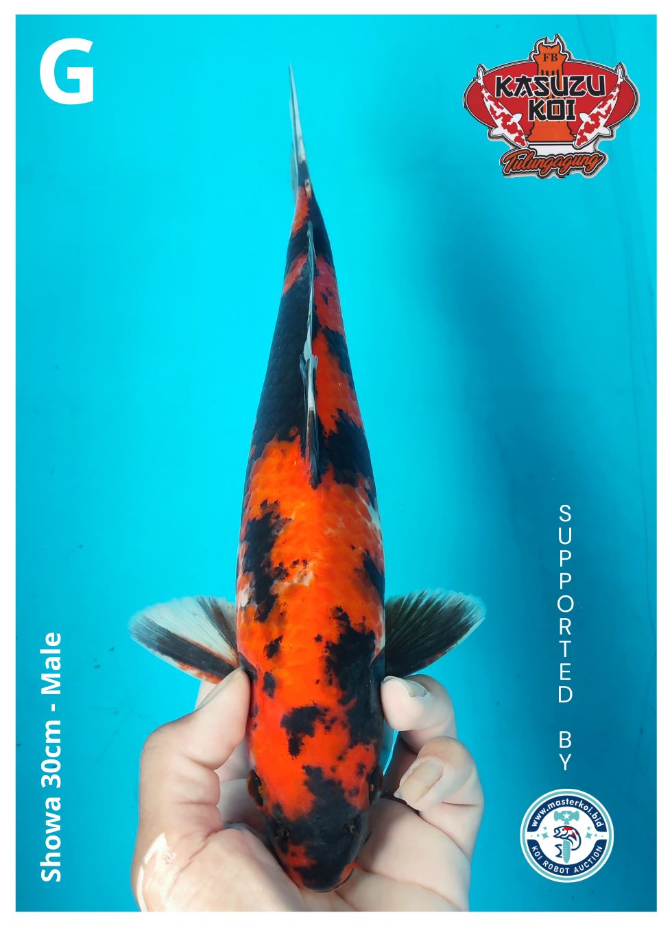 Lelang Koi Online, Jual Beli Ikan Koi, Pusat Jual Beli Koi, Info Lelang Koi Hari Ini, Platform Jual Beli Koi, Jual Beli Ikan Koi Online, Marketplace Ikan Koi, Jual Koi Terbaik, Tempat Beli Koi Berkualitas, Pasar Ikan Koi Online Terpercaya, Penjual Ikan Koi Terpercaya, Beli Koi Hias Online, Ikan Koi untuk Dijual, Koi Kualitas Terbaik, Toko Online Ikan Koi, Koi Hias Untuk Dijual, Jual Beli Ikan Koi Lokal, Koi Indonesia Online, Pusat Jual Beli Koi Terbesar