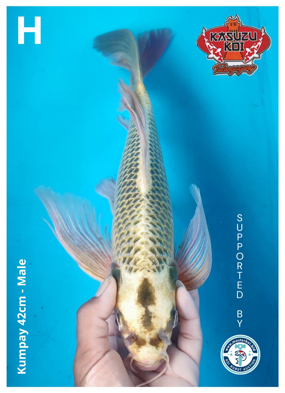 Lelang Koi Online, Jual Beli Ikan Koi, Pusat Jual Beli Koi, Info Lelang Koi Hari Ini, Platform Jual Beli Koi, Jual Beli Ikan Koi Online, Marketplace Ikan Koi, Jual Koi Terbaik, Tempat Beli Koi Berkualitas, Pasar Ikan Koi Online Terpercaya, Penjual Ikan Koi Terpercaya, Beli Koi Hias Online, Ikan Koi untuk Dijual, Koi Kualitas Terbaik, Toko Online Ikan Koi, Koi Hias Untuk Dijual, Jual Beli Ikan Koi Lokal, Koi Indonesia Online, Pusat Jual Beli Koi Terbesar