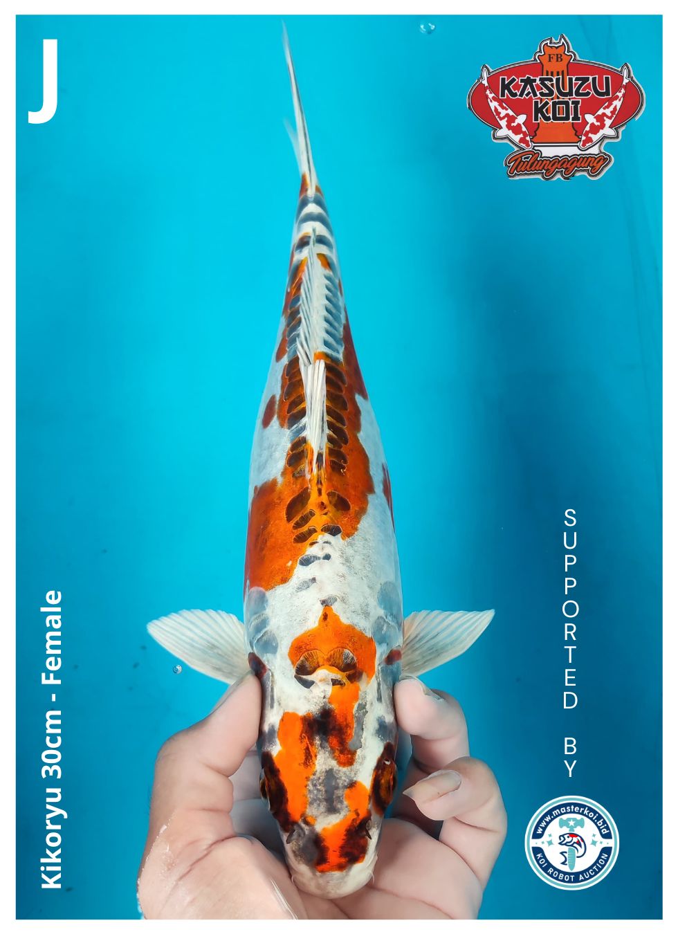 Lelang Koi Online, Jual Beli Ikan Koi, Pusat Jual Beli Koi, Info Lelang Koi Hari Ini, Platform Jual Beli Koi, Jual Beli Ikan Koi Online, Marketplace Ikan Koi, Jual Koi Terbaik, Tempat Beli Koi Berkualitas, Pasar Ikan Koi Online Terpercaya, Penjual Ikan Koi Terpercaya, Beli Koi Hias Online, Ikan Koi untuk Dijual, Koi Kualitas Terbaik, Toko Online Ikan Koi, Koi Hias Untuk Dijual, Jual Beli Ikan Koi Lokal, Koi Indonesia Online, Pusat Jual Beli Koi Terbesar