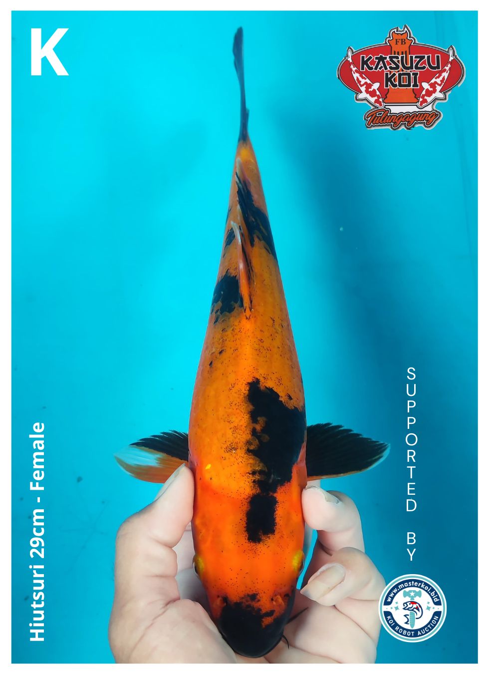 Lelang Koi Online, Jual Beli Ikan Koi, Pusat Jual Beli Koi, Info Lelang Koi Hari Ini, Platform Jual Beli Koi, Jual Beli Ikan Koi Online, Marketplace Ikan Koi, Jual Koi Terbaik, Tempat Beli Koi Berkualitas, Pasar Ikan Koi Online Terpercaya, Penjual Ikan Koi Terpercaya, Beli Koi Hias Online, Ikan Koi untuk Dijual, Koi Kualitas Terbaik, Toko Online Ikan Koi, Koi Hias Untuk Dijual, Jual Beli Ikan Koi Lokal, Koi Indonesia Online, Pusat Jual Beli Koi Terbesar