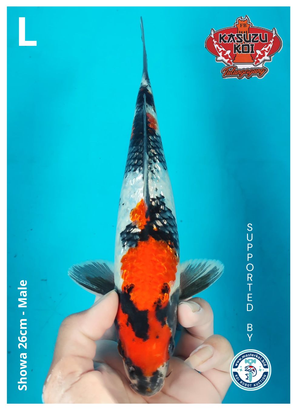 Lelang Koi Online, Jual Beli Ikan Koi, Pusat Jual Beli Koi, Info Lelang Koi Hari Ini, Platform Jual Beli Koi, Jual Beli Ikan Koi Online, Marketplace Ikan Koi, Jual Koi Terbaik, Tempat Beli Koi Berkualitas, Pasar Ikan Koi Online Terpercaya, Penjual Ikan Koi Terpercaya, Beli Koi Hias Online, Ikan Koi untuk Dijual, Koi Kualitas Terbaik, Toko Online Ikan Koi, Koi Hias Untuk Dijual, Jual Beli Ikan Koi Lokal, Koi Indonesia Online, Pusat Jual Beli Koi Terbesar