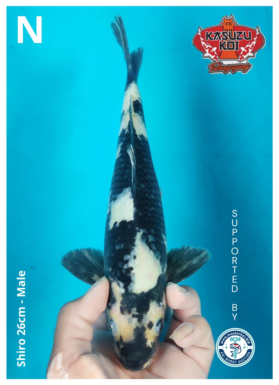 Lelang Koi Online, Jual Beli Ikan Koi, Pusat Jual Beli Koi, Info Lelang Koi Hari Ini, Platform Jual Beli Koi, Jual Beli Ikan Koi Online, Marketplace Ikan Koi, Jual Koi Terbaik, Tempat Beli Koi Berkualitas, Pasar Ikan Koi Online Terpercaya, Penjual Ikan Koi Terpercaya, Beli Koi Hias Online, Ikan Koi untuk Dijual, Koi Kualitas Terbaik, Toko Online Ikan Koi, Koi Hias Untuk Dijual, Jual Beli Ikan Koi Lokal, Koi Indonesia Online, Pusat Jual Beli Koi Terbesar