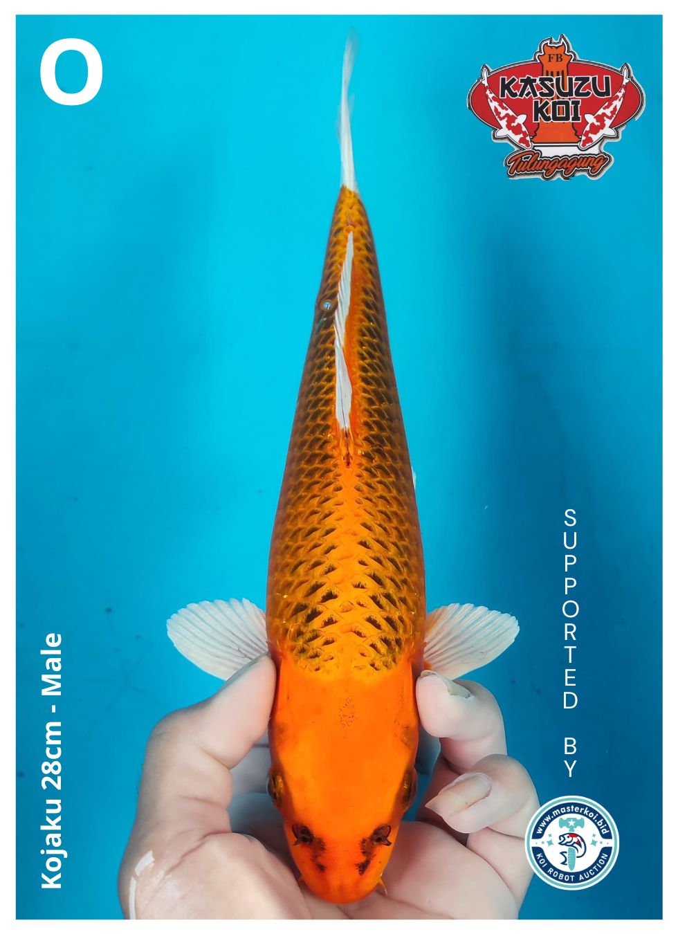 Lelang Koi Online, Jual Beli Ikan Koi, Pusat Jual Beli Koi, Info Lelang Koi Hari Ini, Platform Jual Beli Koi, Jual Beli Ikan Koi Online, Marketplace Ikan Koi, Jual Koi Terbaik, Tempat Beli Koi Berkualitas, Pasar Ikan Koi Online Terpercaya, Penjual Ikan Koi Terpercaya, Beli Koi Hias Online, Ikan Koi untuk Dijual, Koi Kualitas Terbaik, Toko Online Ikan Koi, Koi Hias Untuk Dijual, Jual Beli Ikan Koi Lokal, Koi Indonesia Online, Pusat Jual Beli Koi Terbesar