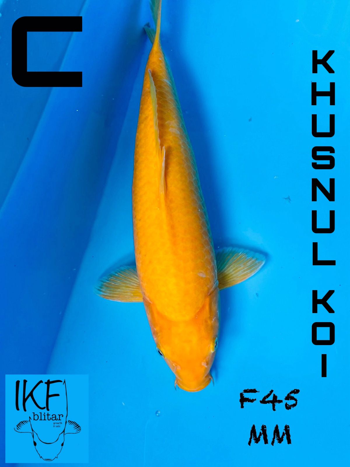 Lelang Koi Online, Jual Beli Ikan Koi, Pusat Jual Beli Koi, Info Lelang Koi Hari Ini, Platform Jual Beli Koi, Jual Beli Ikan Koi Online, Marketplace Ikan Koi, Jual Koi Terbaik, Tempat Beli Koi Berkualitas, Pasar Ikan Koi Online Terpercaya, Penjual Ikan Koi Terpercaya, Beli Koi Hias Online, Ikan Koi untuk Dijual, Koi Kualitas Terbaik, Toko Online Ikan Koi, Koi Hias Untuk Dijual, Jual Beli Ikan Koi Lokal, Koi Indonesia Online, Pusat Jual Beli Koi Terbesar