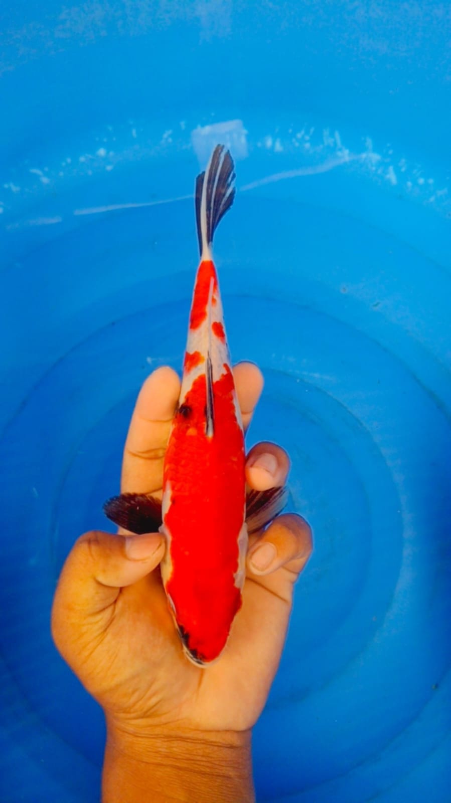 Lelang Koi Online, Jual Beli Ikan Koi, Pusat Jual Beli Koi, Info Lelang Koi Hari Ini, Platform Jual Beli Koi, Jual Beli Ikan Koi Online, Marketplace Ikan Koi, Jual Koi Terbaik, Tempat Beli Koi Berkualitas, Pasar Ikan Koi Online Terpercaya, Penjual Ikan Koi Terpercaya, Beli Koi Hias Online, Ikan Koi untuk Dijual, Koi Kualitas Terbaik, Toko Online Ikan Koi, Koi Hias Untuk Dijual, Jual Beli Ikan Koi Lokal, Koi Indonesia Online, Pusat Jual Beli Koi Terbesar