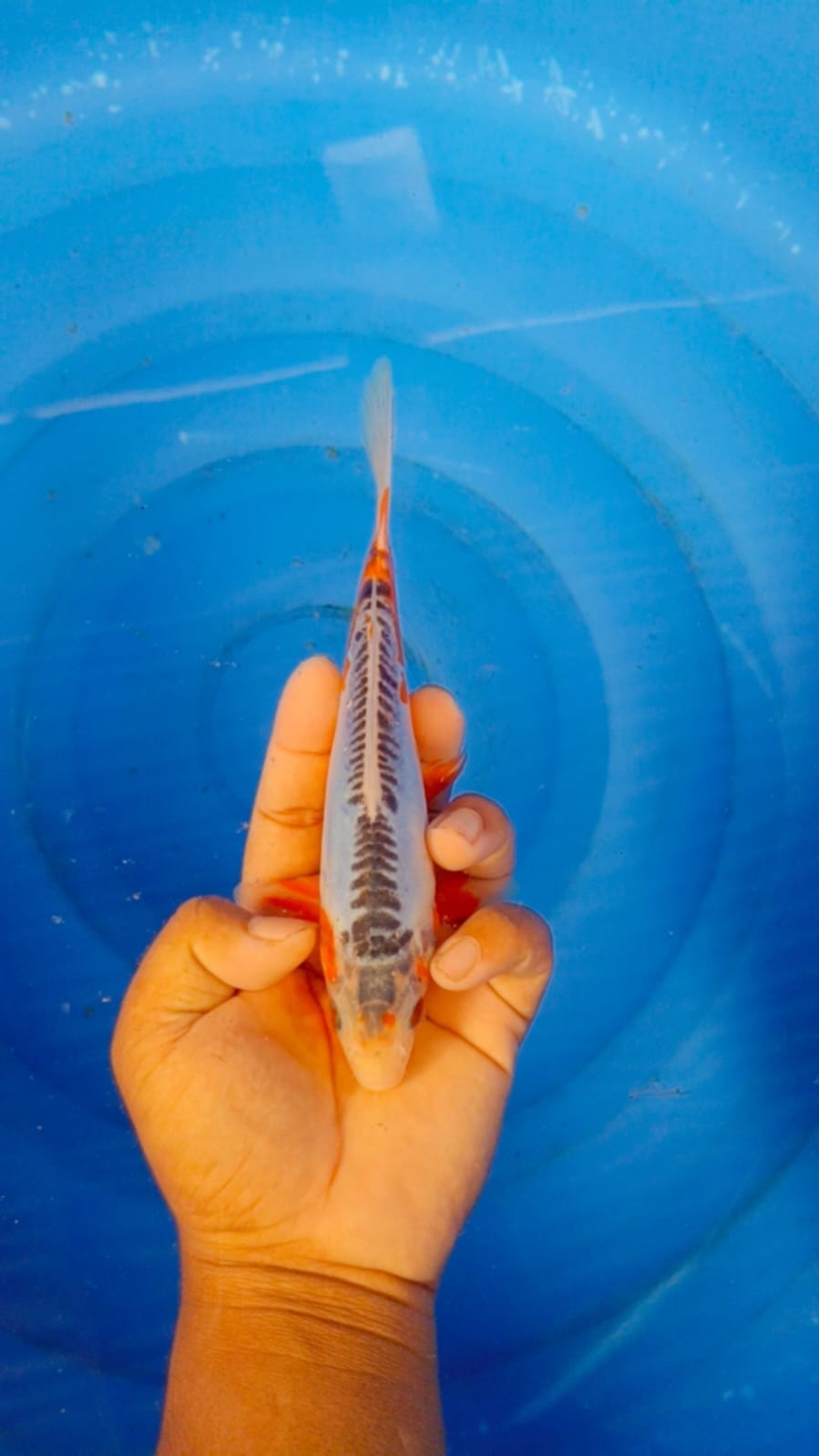 Lelang Koi Online, Jual Beli Ikan Koi, Pusat Jual Beli Koi, Info Lelang Koi Hari Ini, Platform Jual Beli Koi, Jual Beli Ikan Koi Online, Marketplace Ikan Koi, Jual Koi Terbaik, Tempat Beli Koi Berkualitas, Pasar Ikan Koi Online Terpercaya, Penjual Ikan Koi Terpercaya, Beli Koi Hias Online, Ikan Koi untuk Dijual, Koi Kualitas Terbaik, Toko Online Ikan Koi, Koi Hias Untuk Dijual, Jual Beli Ikan Koi Lokal, Koi Indonesia Online, Pusat Jual Beli Koi Terbesar