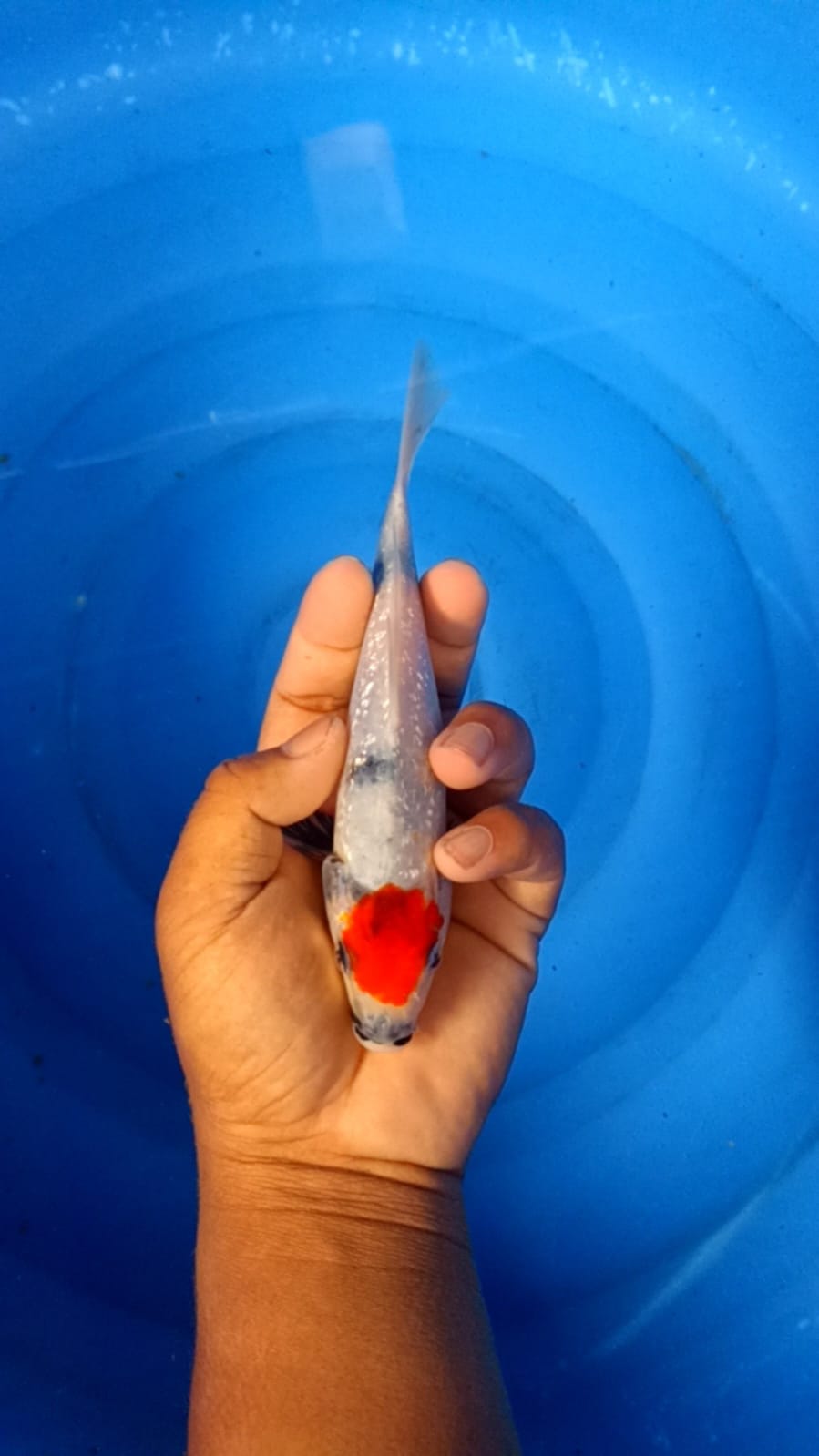 Lelang Koi Online, Jual Beli Ikan Koi, Pusat Jual Beli Koi, Info Lelang Koi Hari Ini, Platform Jual Beli Koi, Jual Beli Ikan Koi Online, Marketplace Ikan Koi, Jual Koi Terbaik, Tempat Beli Koi Berkualitas, Pasar Ikan Koi Online Terpercaya, Penjual Ikan Koi Terpercaya, Beli Koi Hias Online, Ikan Koi untuk Dijual, Koi Kualitas Terbaik, Toko Online Ikan Koi, Koi Hias Untuk Dijual, Jual Beli Ikan Koi Lokal, Koi Indonesia Online, Pusat Jual Beli Koi Terbesar