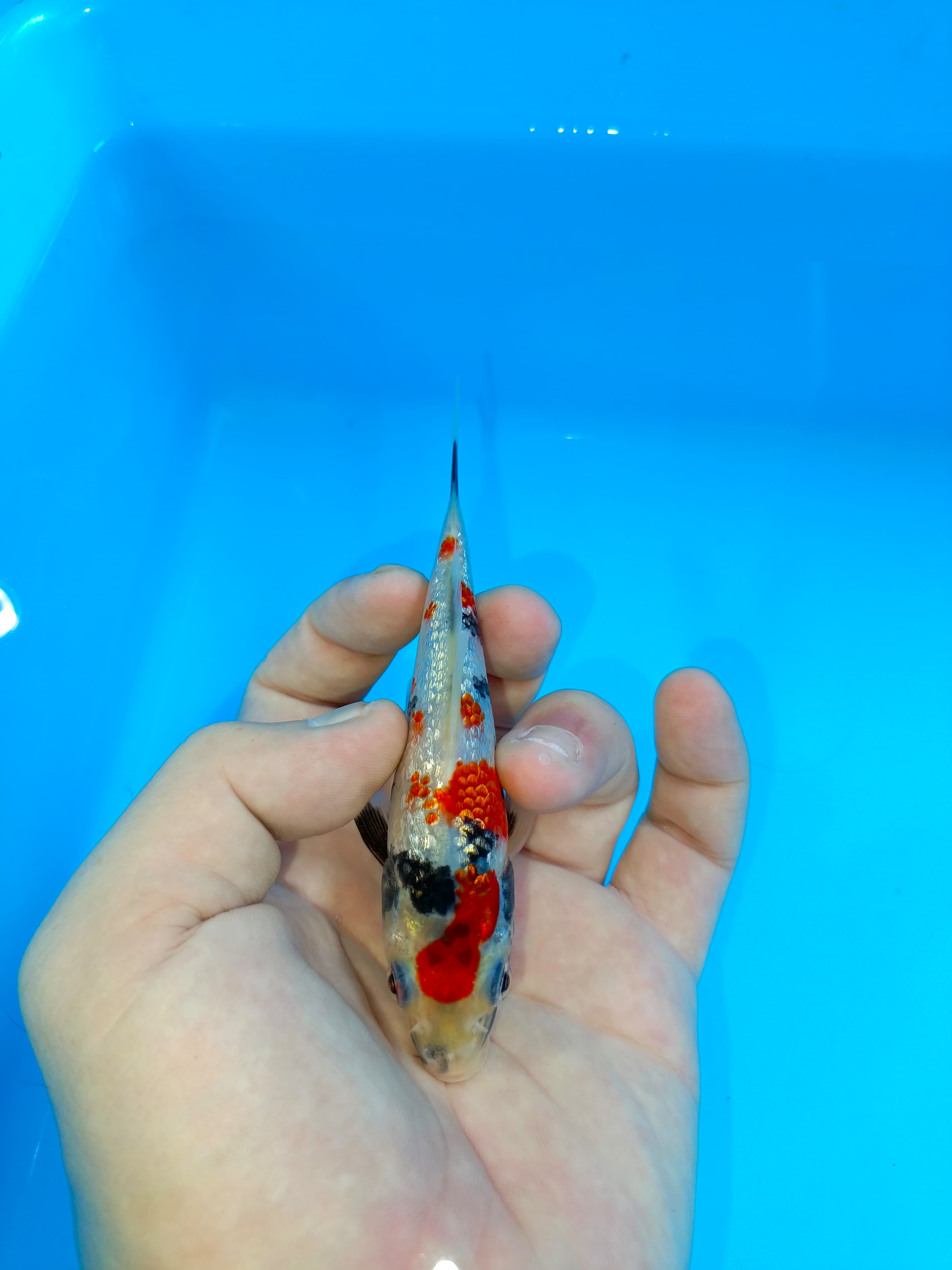 Lelang Koi Online, Jual Beli Ikan Koi, Pusat Jual Beli Koi, Info Lelang Koi Hari Ini, Platform Jual Beli Koi, Jual Beli Ikan Koi Online, Marketplace Ikan Koi, Jual Koi Terbaik, Tempat Beli Koi Berkualitas, Pasar Ikan Koi Online Terpercaya, Penjual Ikan Koi Terpercaya, Beli Koi Hias Online, Ikan Koi untuk Dijual, Koi Kualitas Terbaik, Toko Online Ikan Koi, Koi Hias Untuk Dijual, Jual Beli Ikan Koi Lokal, Koi Indonesia Online, Pusat Jual Beli Koi Terbesar