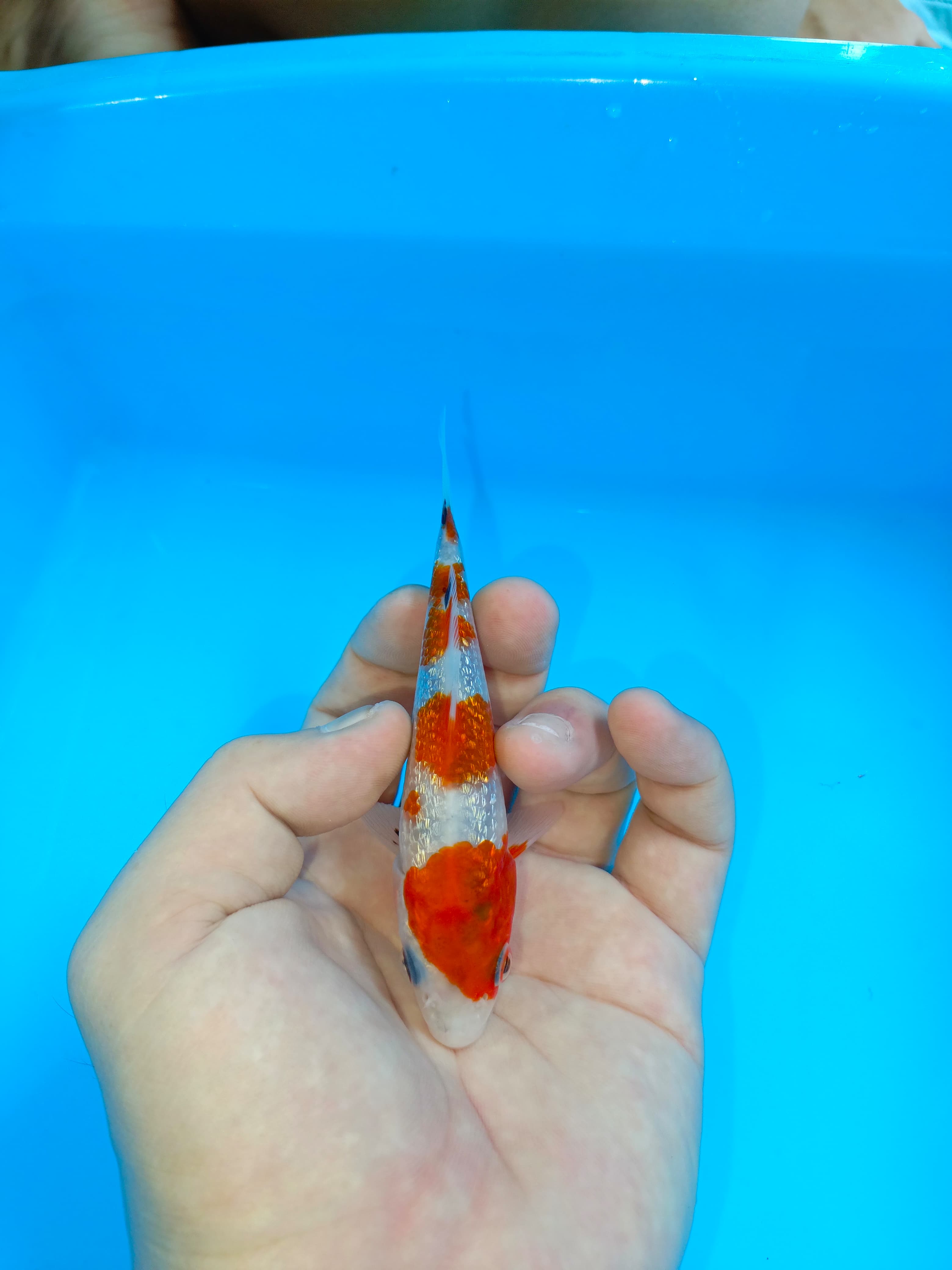 Lelang Koi Online, Jual Beli Ikan Koi, Pusat Jual Beli Koi, Info Lelang Koi Hari Ini, Platform Jual Beli Koi, Jual Beli Ikan Koi Online, Marketplace Ikan Koi, Jual Koi Terbaik, Tempat Beli Koi Berkualitas, Pasar Ikan Koi Online Terpercaya, Penjual Ikan Koi Terpercaya, Beli Koi Hias Online, Ikan Koi untuk Dijual, Koi Kualitas Terbaik, Toko Online Ikan Koi, Koi Hias Untuk Dijual, Jual Beli Ikan Koi Lokal, Koi Indonesia Online, Pusat Jual Beli Koi Terbesar