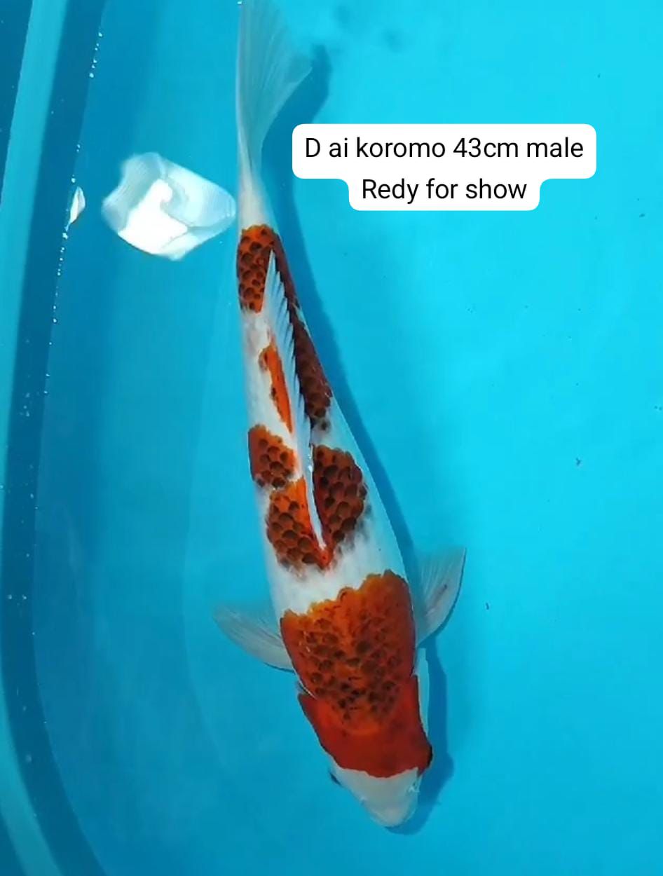 AIKOROMO HQSQ 43cm