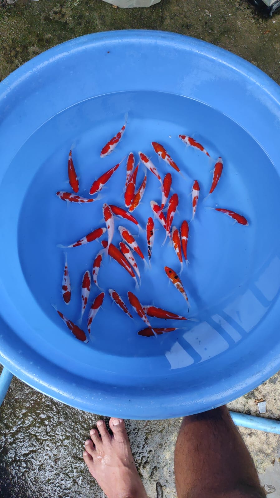 Lelang Koi Online, Jual Beli Ikan Koi, Pusat Jual Beli Koi, Info Lelang Koi Hari Ini, Platform Jual Beli Koi, Jual Beli Ikan Koi Online, Marketplace Ikan Koi, Jual Koi Terbaik, Tempat Beli Koi Berkualitas, Pasar Ikan Koi Online Terpercaya, Penjual Ikan Koi Terpercaya, Beli Koi Hias Online, Ikan Koi untuk Dijual, Koi Kualitas Terbaik, Toko Online Ikan Koi, Koi Hias Untuk Dijual, Jual Beli Ikan Koi Lokal, Koi Indonesia Online, Pusat Jual Beli Koi Terbesar