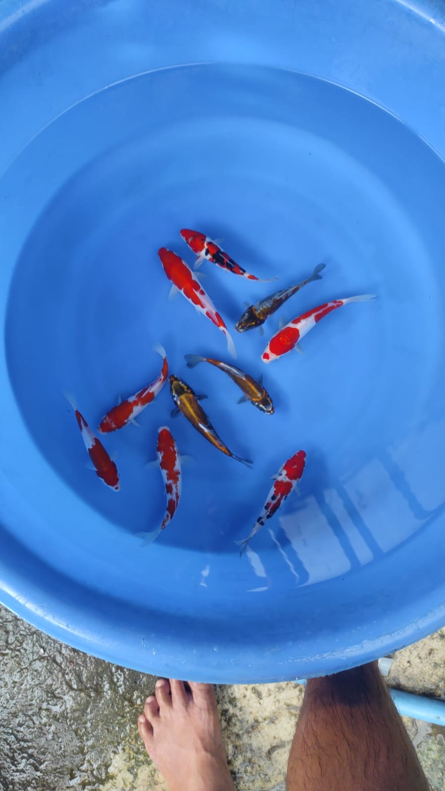 Lelang Koi Online, Jual Beli Ikan Koi, Pusat Jual Beli Koi, Info Lelang Koi Hari Ini, Platform Jual Beli Koi, Jual Beli Ikan Koi Online, Marketplace Ikan Koi, Jual Koi Terbaik, Tempat Beli Koi Berkualitas, Pasar Ikan Koi Online Terpercaya, Penjual Ikan Koi Terpercaya, Beli Koi Hias Online, Ikan Koi untuk Dijual, Koi Kualitas Terbaik, Toko Online Ikan Koi, Koi Hias Untuk Dijual, Jual Beli Ikan Koi Lokal, Koi Indonesia Online, Pusat Jual Beli Koi Terbesar