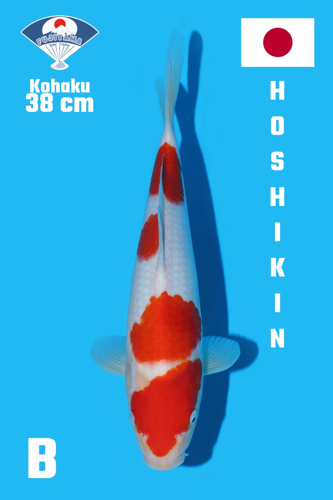 Lelang Koi Online, Jual Beli Ikan Koi, Pusat Jual Beli Koi, Info Lelang Koi Hari Ini, Platform Jual Beli Koi, Jual Beli Ikan Koi Online, Marketplace Ikan Koi, Jual Koi Terbaik, Tempat Beli Koi Berkualitas, Pasar Ikan Koi Online Terpercaya, Penjual Ikan Koi Terpercaya, Beli Koi Hias Online, Ikan Koi untuk Dijual, Koi Kualitas Terbaik, Toko Online Ikan Koi, Koi Hias Untuk Dijual, Jual Beli Ikan Koi Lokal, Koi Indonesia Online, Pusat Jual Beli Koi Terbesar