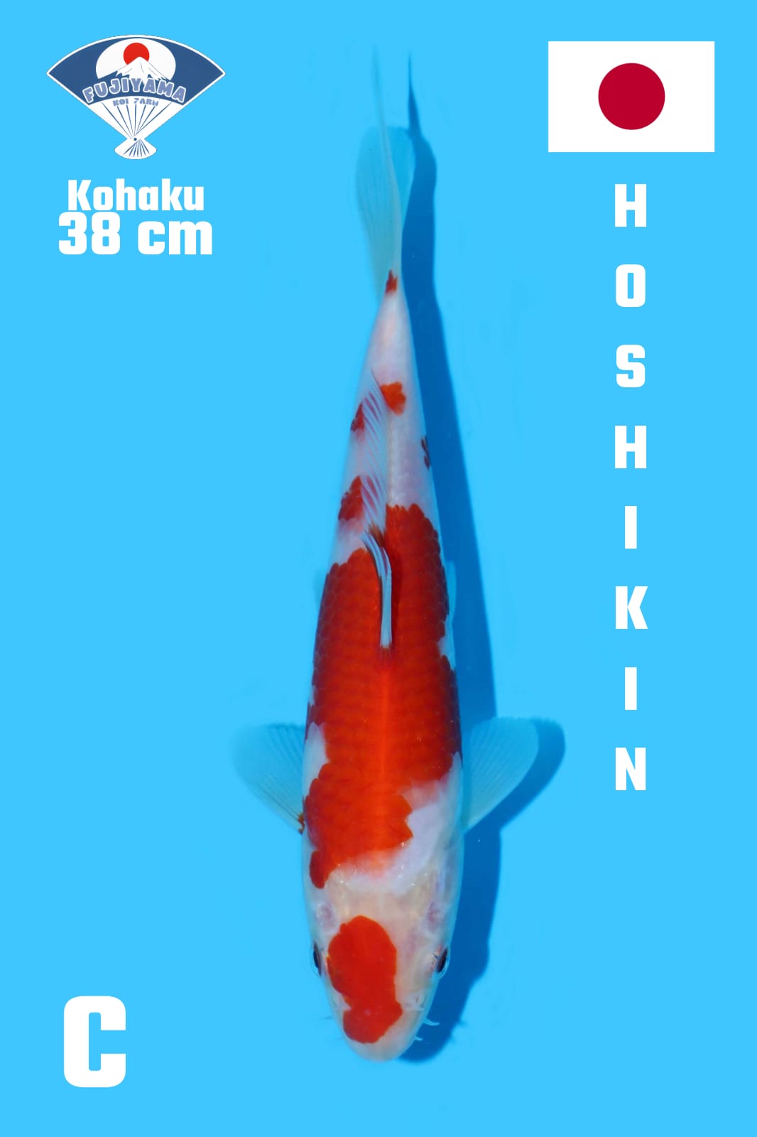 Lelang Koi Online, Jual Beli Ikan Koi, Pusat Jual Beli Koi, Info Lelang Koi Hari Ini, Platform Jual Beli Koi, Jual Beli Ikan Koi Online, Marketplace Ikan Koi, Jual Koi Terbaik, Tempat Beli Koi Berkualitas, Pasar Ikan Koi Online Terpercaya, Penjual Ikan Koi Terpercaya, Beli Koi Hias Online, Ikan Koi untuk Dijual, Koi Kualitas Terbaik, Toko Online Ikan Koi, Koi Hias Untuk Dijual, Jual Beli Ikan Koi Lokal, Koi Indonesia Online, Pusat Jual Beli Koi Terbesar