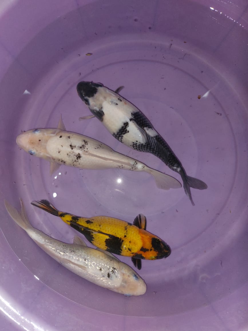 Lelang Koi Online, Jual Beli Ikan Koi, Pusat Jual Beli Koi, Info Lelang Koi Hari Ini, Platform Jual Beli Koi, Jual Beli Ikan Koi Online, Marketplace Ikan Koi, Jual Koi Terbaik, Tempat Beli Koi Berkualitas, Pasar Ikan Koi Online Terpercaya, Penjual Ikan Koi Terpercaya, Beli Koi Hias Online, Ikan Koi untuk Dijual, Koi Kualitas Terbaik, Toko Online Ikan Koi, Koi Hias Untuk Dijual, Jual Beli Ikan Koi Lokal, Koi Indonesia Online, Pusat Jual Beli Koi Terbesar