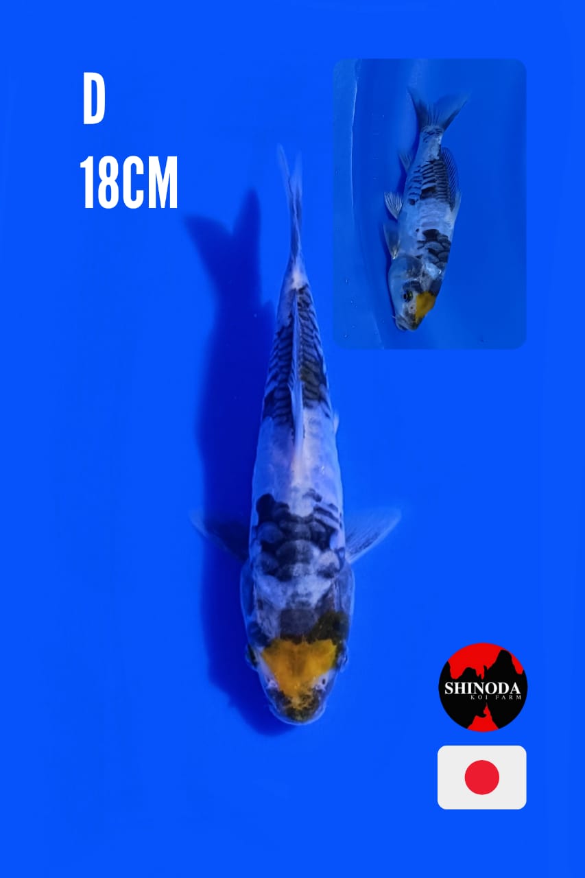 IMPORT SHOWA DOITSU ASLI PUNUK 18cm
