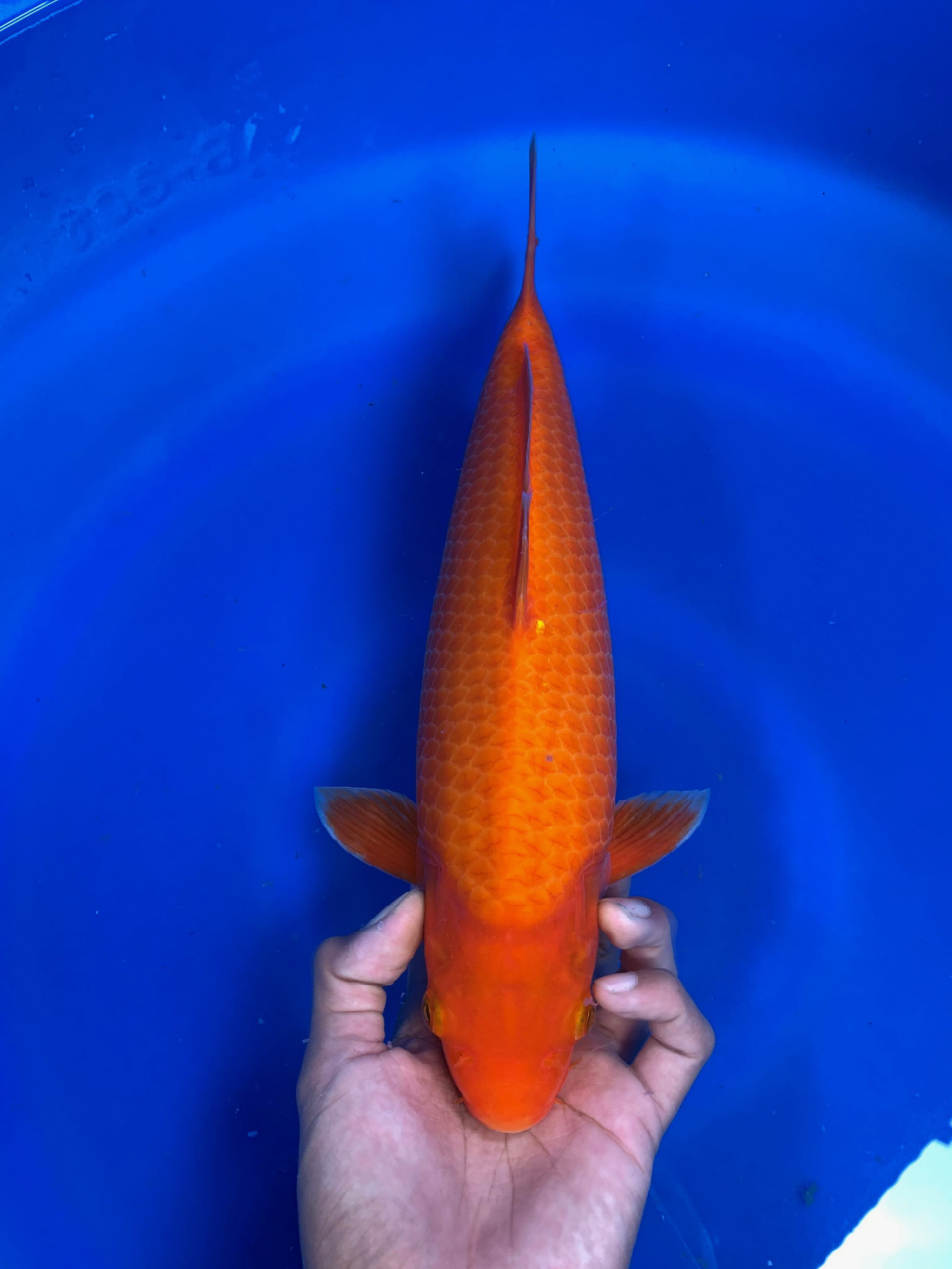 Lelang Koi Online, Jual Beli Ikan Koi, Pusat Jual Beli Koi, Info Lelang Koi Hari Ini, Platform Jual Beli Koi, Jual Beli Ikan Koi Online, Marketplace Ikan Koi, Jual Koi Terbaik, Tempat Beli Koi Berkualitas, Pasar Ikan Koi Online Terpercaya, Penjual Ikan Koi Terpercaya, Beli Koi Hias Online, Ikan Koi untuk Dijual, Koi Kualitas Terbaik, Toko Online Ikan Koi, Koi Hias Untuk Dijual, Jual Beli Ikan Koi Lokal, Koi Indonesia Online, Pusat Jual Beli Koi Terbesar