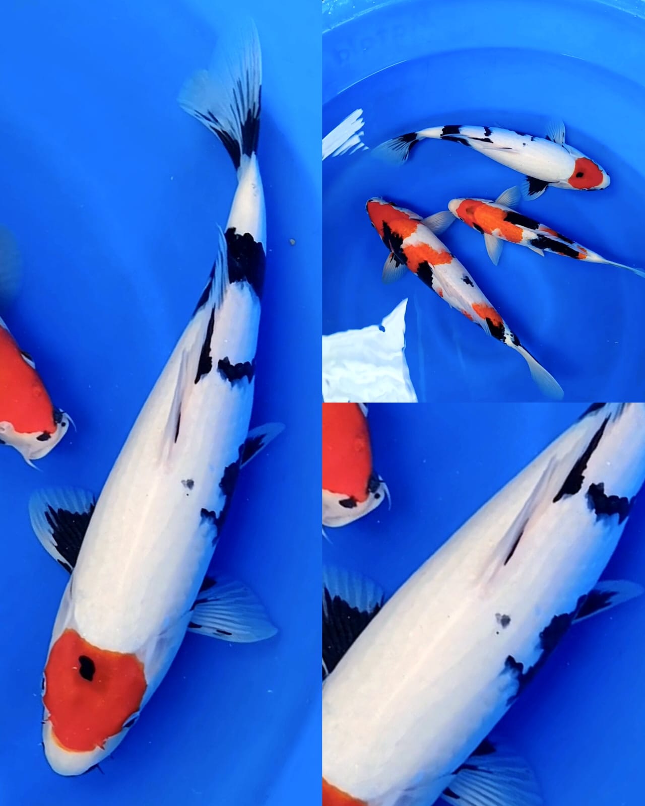 Lelang Koi Online, Jual Beli Ikan Koi, Pusat Jual Beli Koi, Info Lelang Koi Hari Ini, Platform Jual Beli Koi, Jual Beli Ikan Koi Online, Marketplace Ikan Koi, Jual Koi Terbaik, Tempat Beli Koi Berkualitas, Pasar Ikan Koi Online Terpercaya, Penjual Ikan Koi Terpercaya, Beli Koi Hias Online, Ikan Koi untuk Dijual, Koi Kualitas Terbaik, Toko Online Ikan Koi, Koi Hias Untuk Dijual, Jual Beli Ikan Koi Lokal, Koi Indonesia Online, Pusat Jual Beli Koi Terbesar