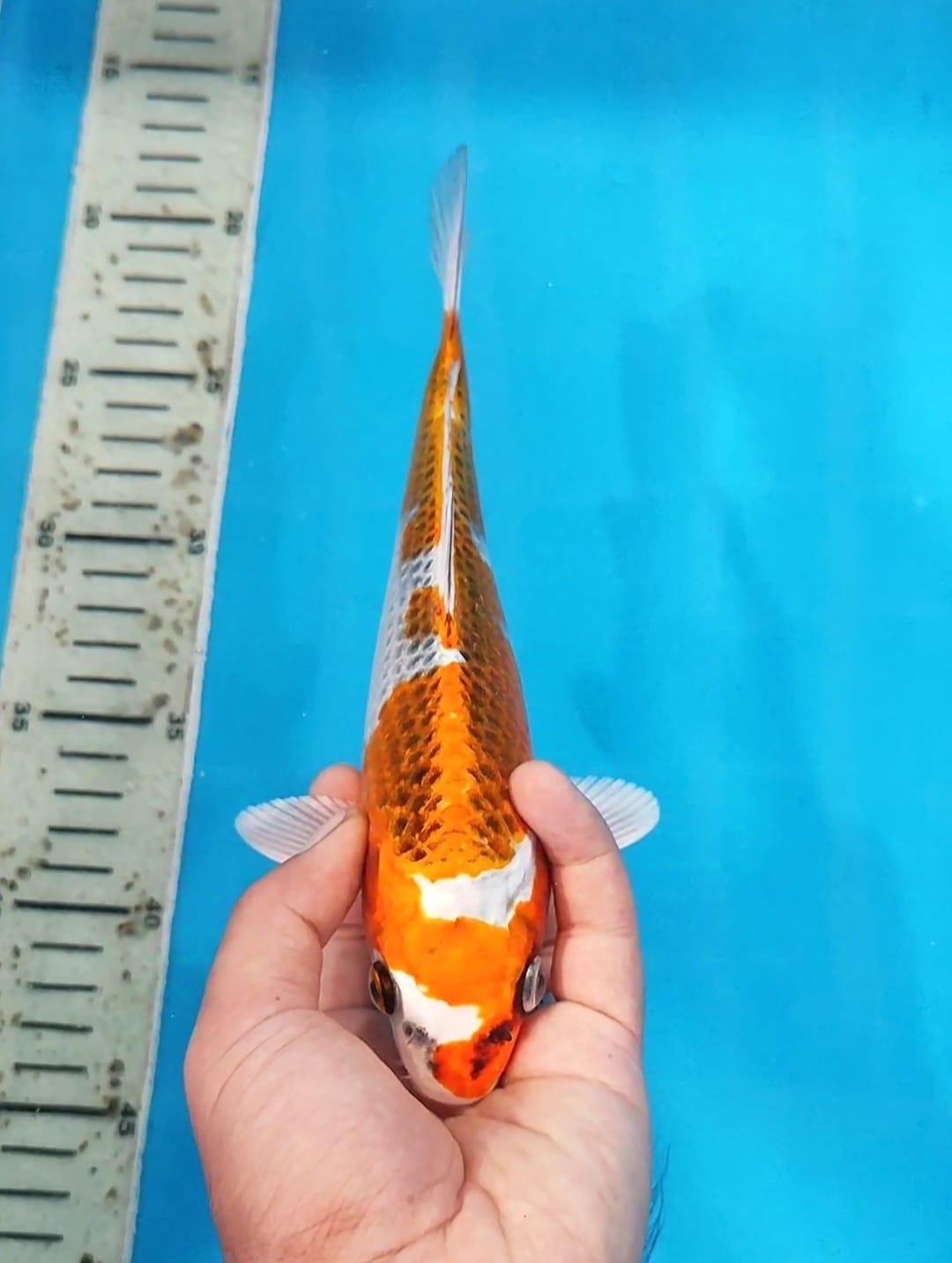 Lelang Koi Online, Jual Beli Ikan Koi, Pusat Jual Beli Koi, Info Lelang Koi Hari Ini, Platform Jual Beli Koi, Jual Beli Ikan Koi Online, Marketplace Ikan Koi, Jual Koi Terbaik, Tempat Beli Koi Berkualitas, Pasar Ikan Koi Online Terpercaya, Penjual Ikan Koi Terpercaya, Beli Koi Hias Online, Ikan Koi untuk Dijual, Koi Kualitas Terbaik, Toko Online Ikan Koi, Koi Hias Untuk Dijual, Jual Beli Ikan Koi Lokal, Koi Indonesia Online, Pusat Jual Beli Koi Terbesar