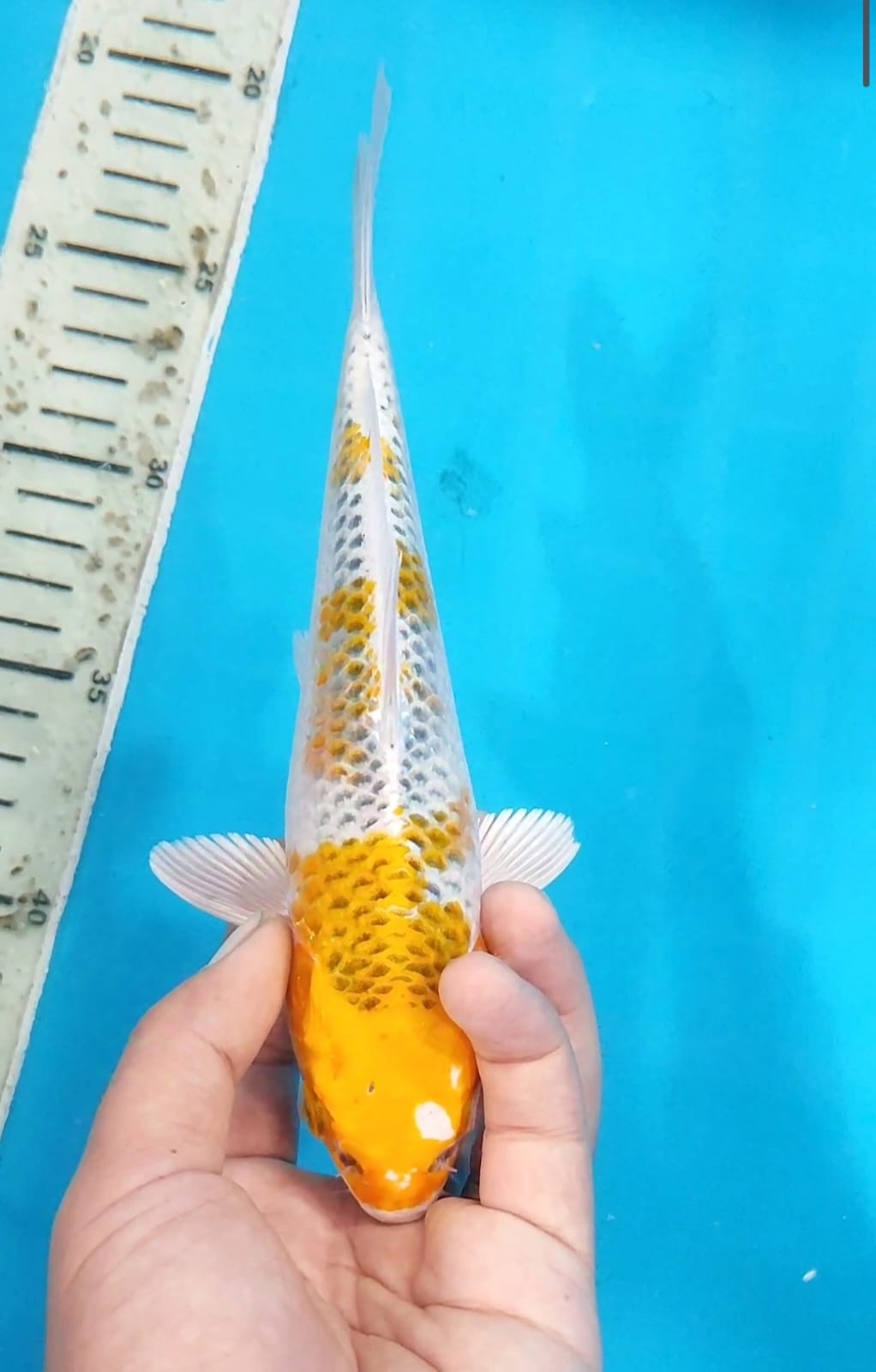 Lelang Koi Online, Jual Beli Ikan Koi, Pusat Jual Beli Koi, Info Lelang Koi Hari Ini, Platform Jual Beli Koi, Jual Beli Ikan Koi Online, Marketplace Ikan Koi, Jual Koi Terbaik, Tempat Beli Koi Berkualitas, Pasar Ikan Koi Online Terpercaya, Penjual Ikan Koi Terpercaya, Beli Koi Hias Online, Ikan Koi untuk Dijual, Koi Kualitas Terbaik, Toko Online Ikan Koi, Koi Hias Untuk Dijual, Jual Beli Ikan Koi Lokal, Koi Indonesia Online, Pusat Jual Beli Koi Terbesar