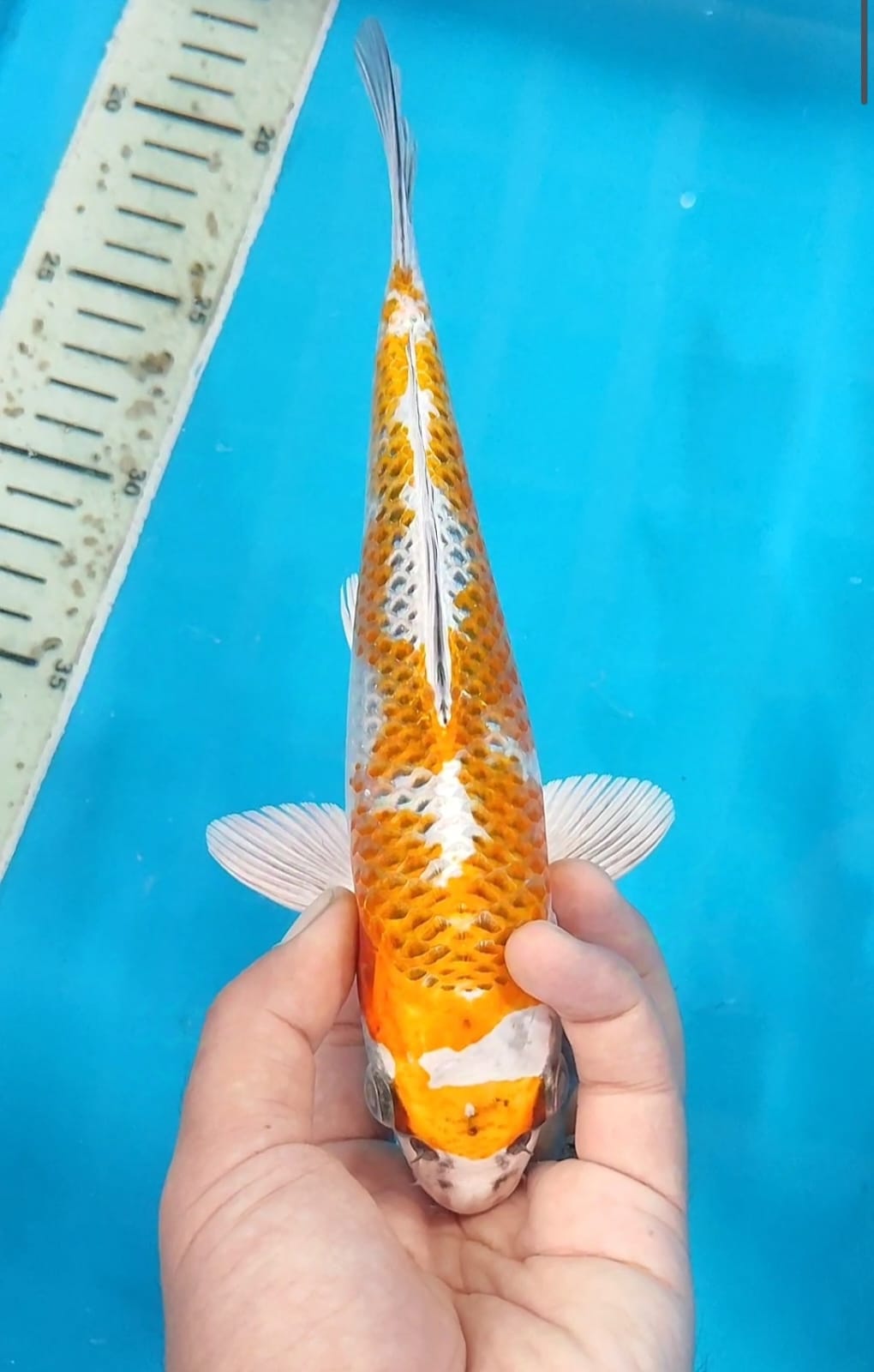 Lelang Koi Online, Jual Beli Ikan Koi, Pusat Jual Beli Koi, Info Lelang Koi Hari Ini, Platform Jual Beli Koi, Jual Beli Ikan Koi Online, Marketplace Ikan Koi, Jual Koi Terbaik, Tempat Beli Koi Berkualitas, Pasar Ikan Koi Online Terpercaya, Penjual Ikan Koi Terpercaya, Beli Koi Hias Online, Ikan Koi untuk Dijual, Koi Kualitas Terbaik, Toko Online Ikan Koi, Koi Hias Untuk Dijual, Jual Beli Ikan Koi Lokal, Koi Indonesia Online, Pusat Jual Beli Koi Terbesar