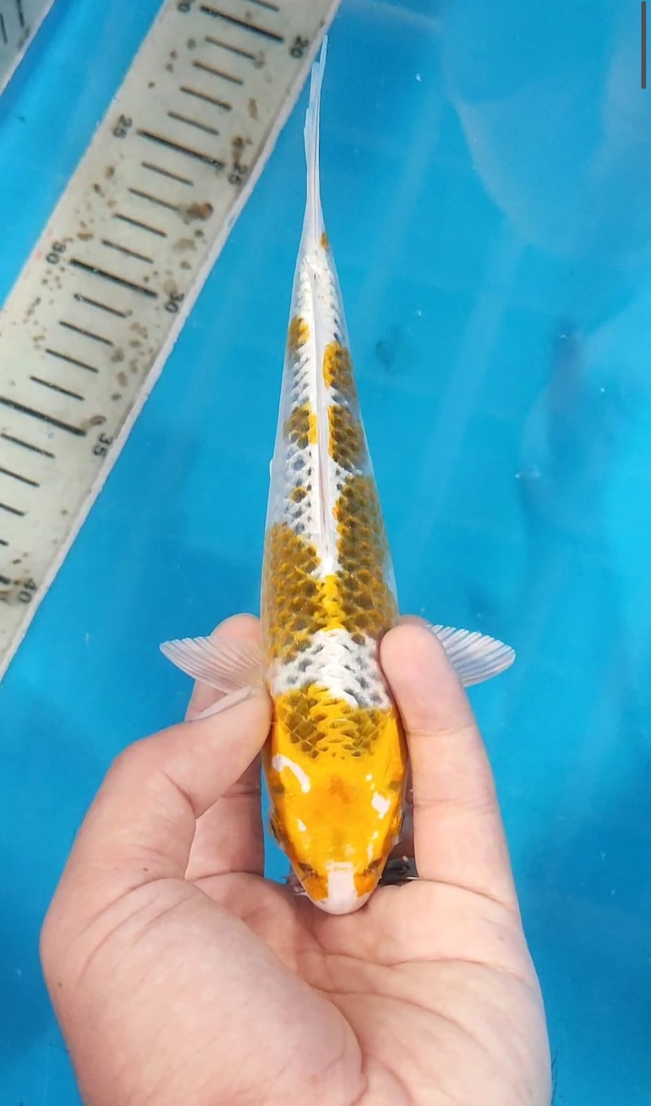 Lelang Koi Online, Jual Beli Ikan Koi, Pusat Jual Beli Koi, Info Lelang Koi Hari Ini, Platform Jual Beli Koi, Jual Beli Ikan Koi Online, Marketplace Ikan Koi, Jual Koi Terbaik, Tempat Beli Koi Berkualitas, Pasar Ikan Koi Online Terpercaya, Penjual Ikan Koi Terpercaya, Beli Koi Hias Online, Ikan Koi untuk Dijual, Koi Kualitas Terbaik, Toko Online Ikan Koi, Koi Hias Untuk Dijual, Jual Beli Ikan Koi Lokal, Koi Indonesia Online, Pusat Jual Beli Koi Terbesar