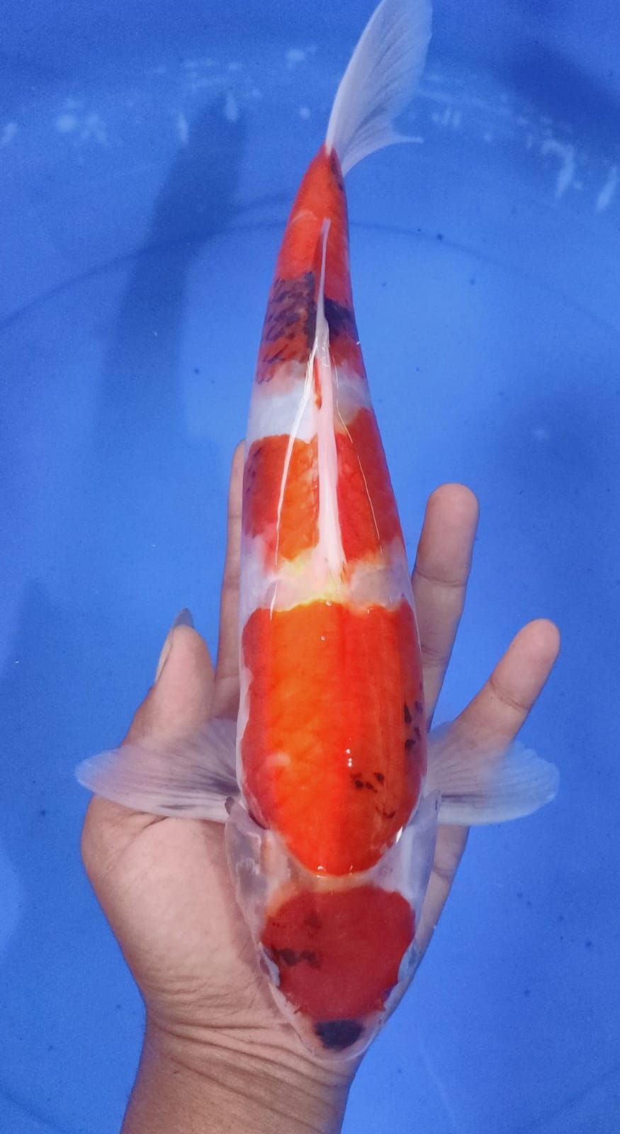 Lelang Koi Online, Jual Beli Ikan Koi, Pusat Jual Beli Koi, Info Lelang Koi Hari Ini, Platform Jual Beli Koi, Jual Beli Ikan Koi Online, Marketplace Ikan Koi, Jual Koi Terbaik, Tempat Beli Koi Berkualitas, Pasar Ikan Koi Online Terpercaya, Penjual Ikan Koi Terpercaya, Beli Koi Hias Online, Ikan Koi untuk Dijual, Koi Kualitas Terbaik, Toko Online Ikan Koi, Koi Hias Untuk Dijual, Jual Beli Ikan Koi Lokal, Koi Indonesia Online, Pusat Jual Beli Koi Terbesar