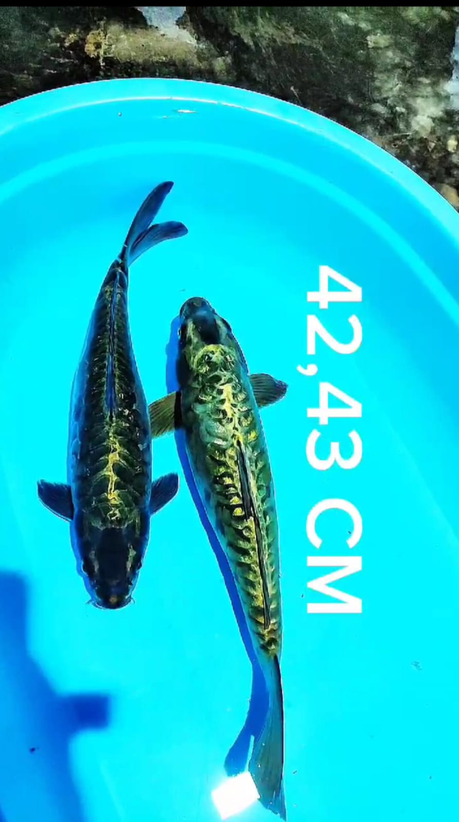 Lelang Koi Online, Jual Beli Ikan Koi, Pusat Jual Beli Koi, Info Lelang Koi Hari Ini, Platform Jual Beli Koi, Jual Beli Ikan Koi Online, Marketplace Ikan Koi, Jual Koi Terbaik, Tempat Beli Koi Berkualitas, Pasar Ikan Koi Online Terpercaya, Penjual Ikan Koi Terpercaya, Beli Koi Hias Online, Ikan Koi untuk Dijual, Koi Kualitas Terbaik, Toko Online Ikan Koi, Koi Hias Untuk Dijual, Jual Beli Ikan Koi Lokal, Koi Indonesia Online, Pusat Jual Beli Koi Terbesar