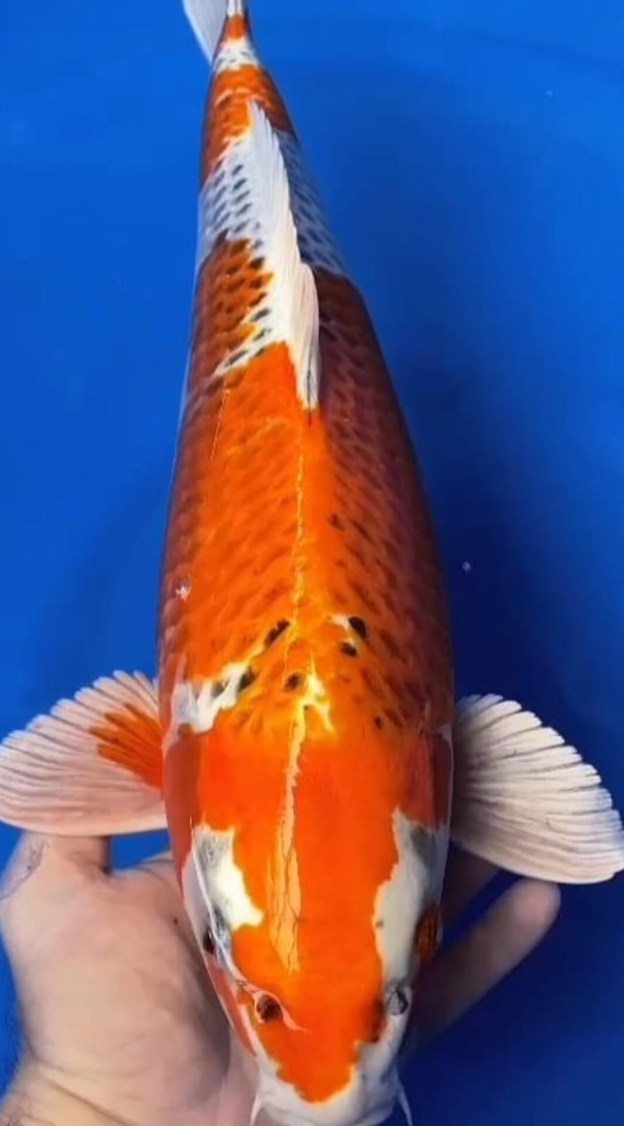 Lelang Koi Online, Jual Beli Ikan Koi, Pusat Jual Beli Koi, Info Lelang Koi Hari Ini, Platform Jual Beli Koi, Jual Beli Ikan Koi Online, Marketplace Ikan Koi, Jual Koi Terbaik, Tempat Beli Koi Berkualitas, Pasar Ikan Koi Online Terpercaya, Penjual Ikan Koi Terpercaya, Beli Koi Hias Online, Ikan Koi untuk Dijual, Koi Kualitas Terbaik, Toko Online Ikan Koi, Koi Hias Untuk Dijual, Jual Beli Ikan Koi Lokal, Koi Indonesia Online, Pusat Jual Beli Koi Terbesar