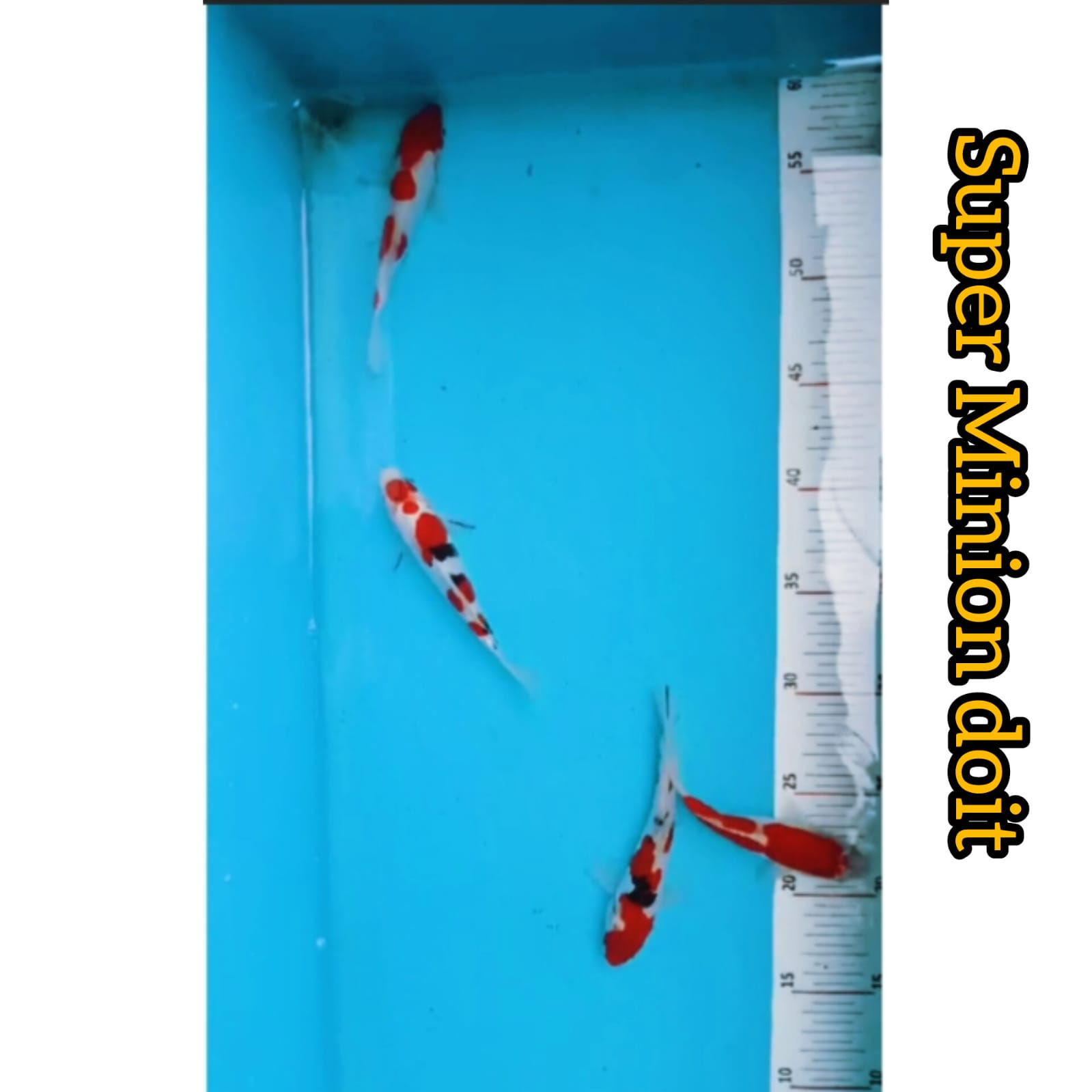 Lelang Koi Online, Jual Beli Ikan Koi, Pusat Jual Beli Koi, Info Lelang Koi Hari Ini, Platform Jual Beli Koi, Jual Beli Ikan Koi Online, Marketplace Ikan Koi, Jual Koi Terbaik, Tempat Beli Koi Berkualitas, Pasar Ikan Koi Online Terpercaya, Penjual Ikan Koi Terpercaya, Beli Koi Hias Online, Ikan Koi untuk Dijual, Koi Kualitas Terbaik, Toko Online Ikan Koi, Koi Hias Untuk Dijual, Jual Beli Ikan Koi Lokal, Koi Indonesia Online, Pusat Jual Beli Koi Terbesar