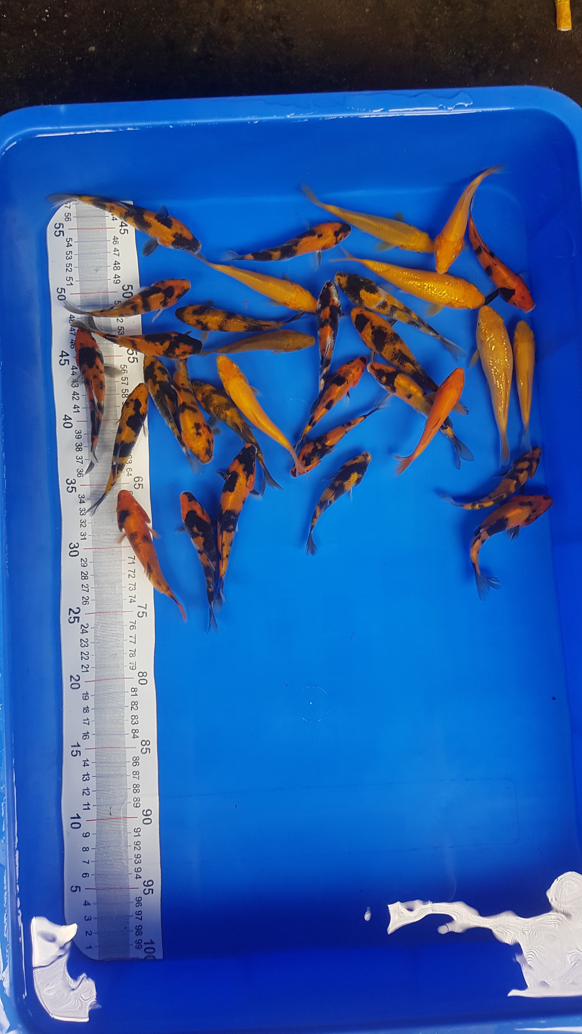 Lelang Koi Online, Jual Beli Ikan Koi, Pusat Jual Beli Koi, Info Lelang Koi Hari Ini, Platform Jual Beli Koi, Jual Beli Ikan Koi Online, Marketplace Ikan Koi, Jual Koi Terbaik, Tempat Beli Koi Berkualitas, Pasar Ikan Koi Online Terpercaya, Penjual Ikan Koi Terpercaya, Beli Koi Hias Online, Ikan Koi untuk Dijual, Koi Kualitas Terbaik, Toko Online Ikan Koi, Koi Hias Untuk Dijual, Jual Beli Ikan Koi Lokal, Koi Indonesia Online, Pusat Jual Beli Koi Terbesar