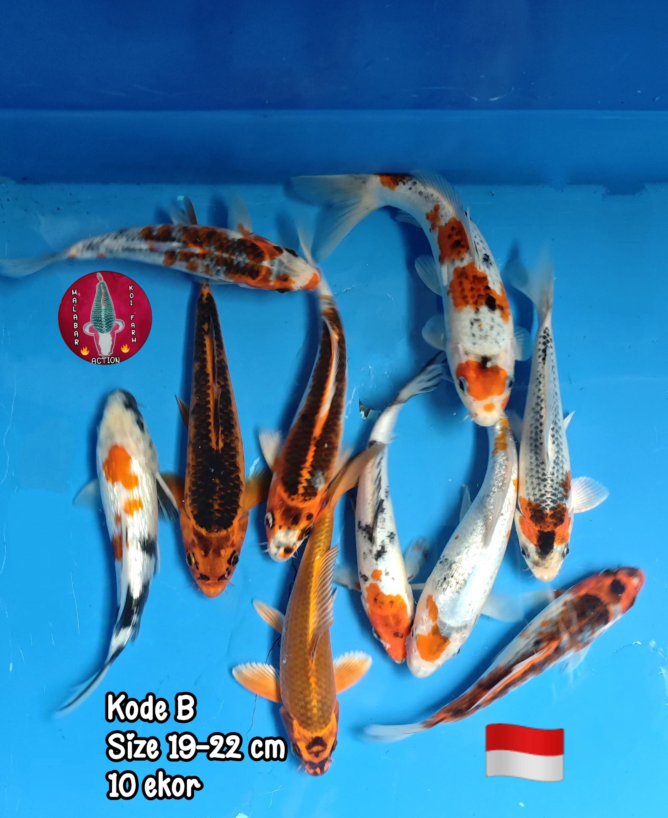 PAKET MIX 10EKOR BREED LOKAL BREEDER 1922cm