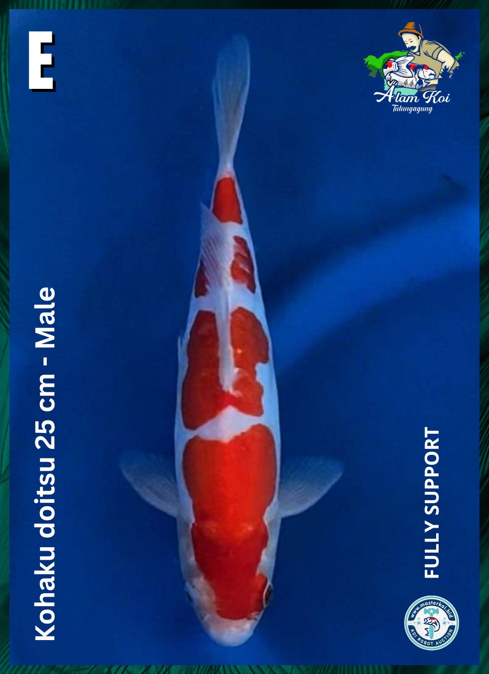 KOHAKU DOITSU 25cm