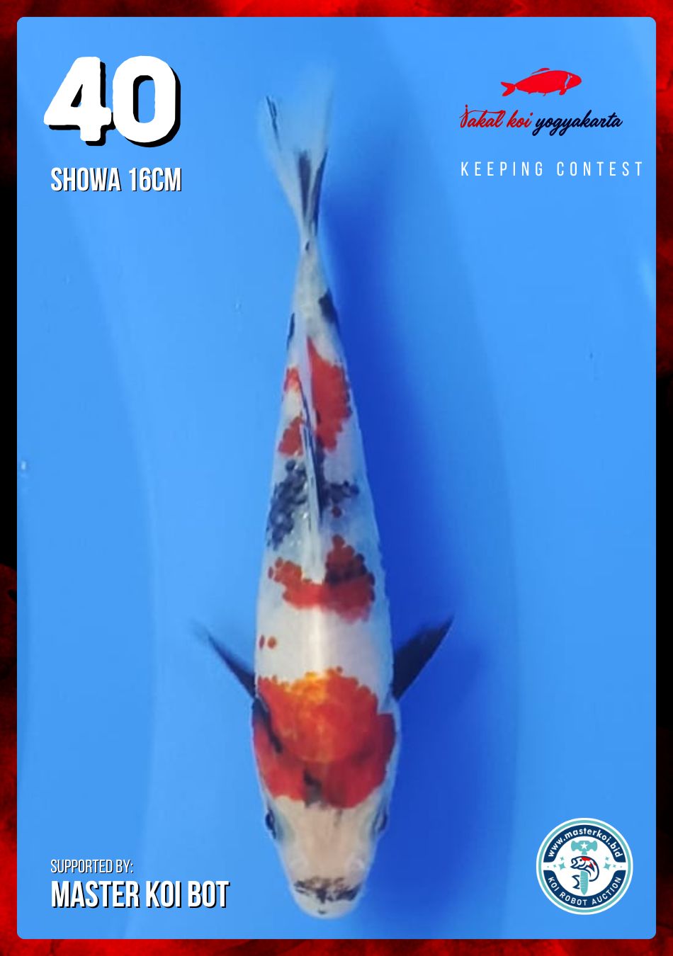 SHOWA 16cm