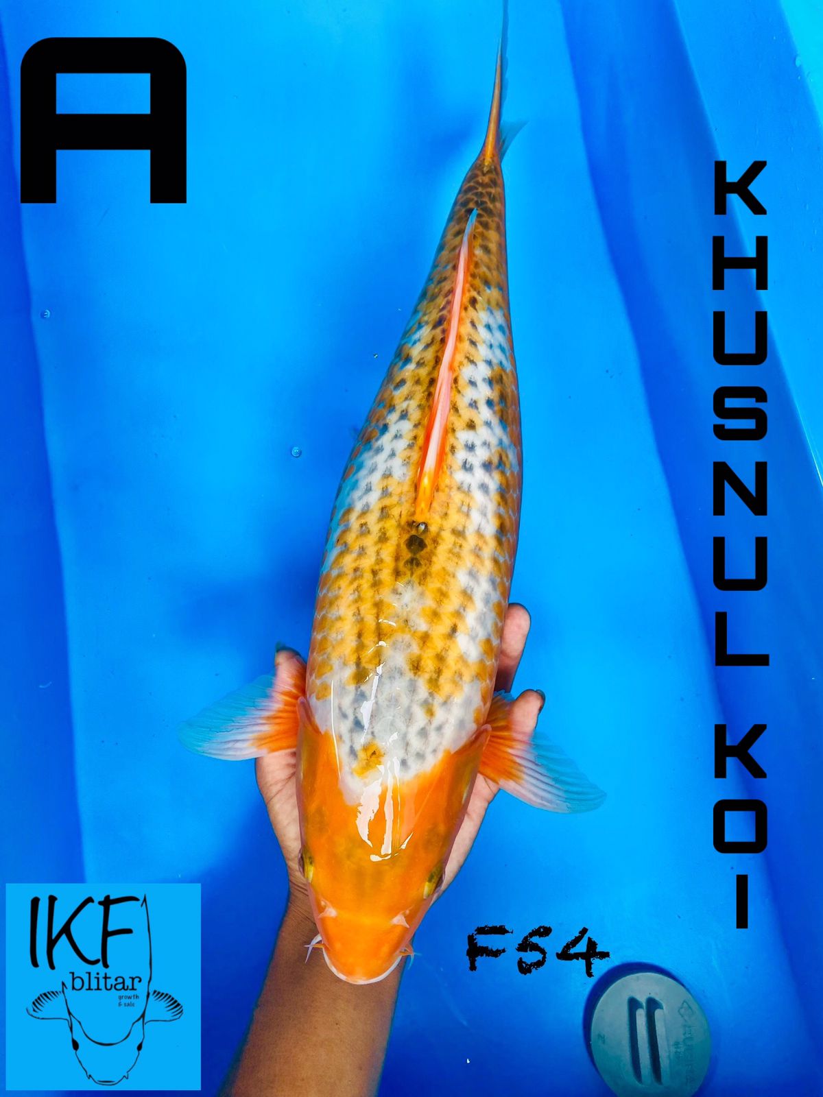 SABIKOYO BREEDER KHUSNUL 54cm