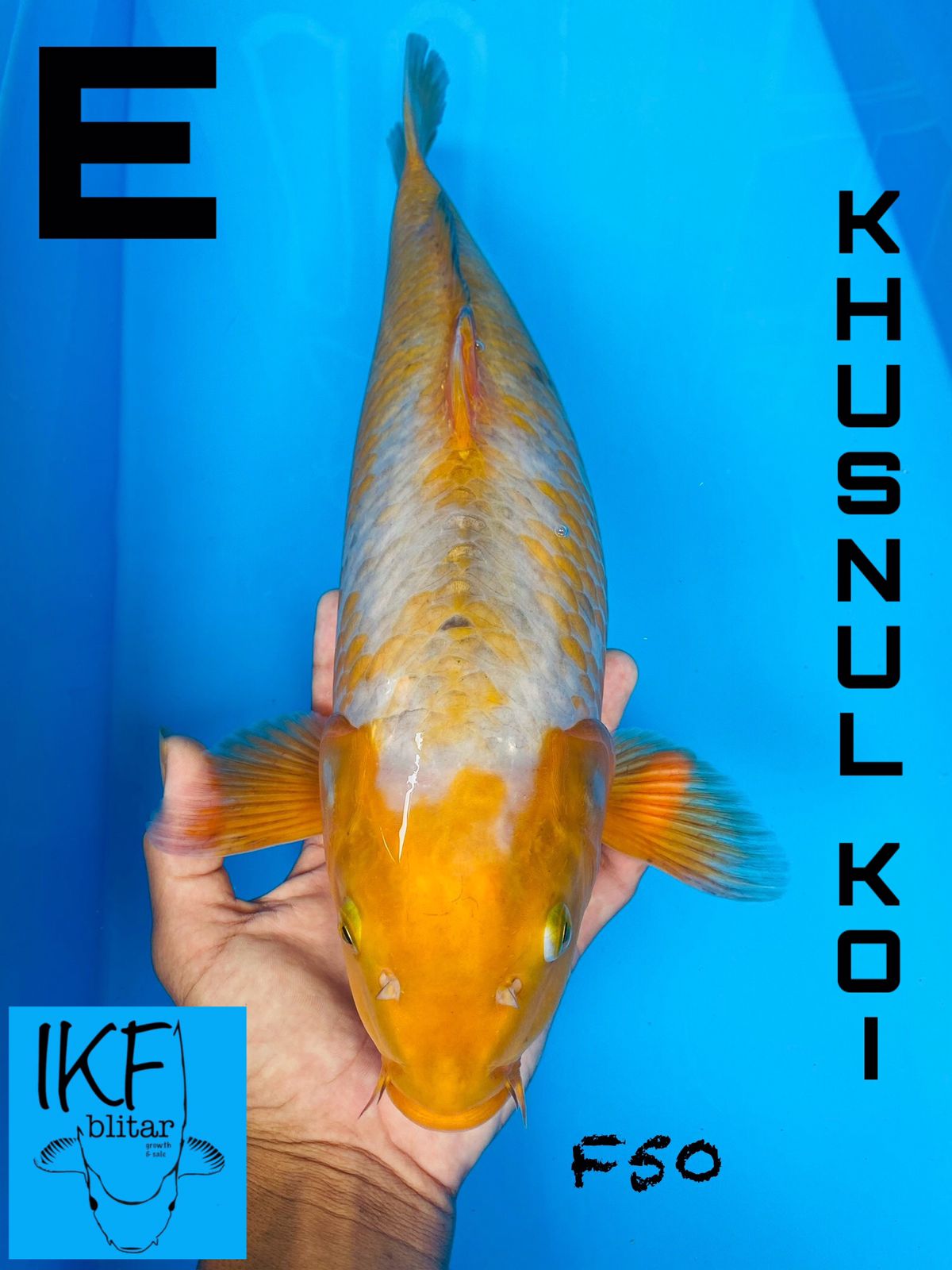 SABIKOYOBULKY BREEDER KHUSNUL 50cm