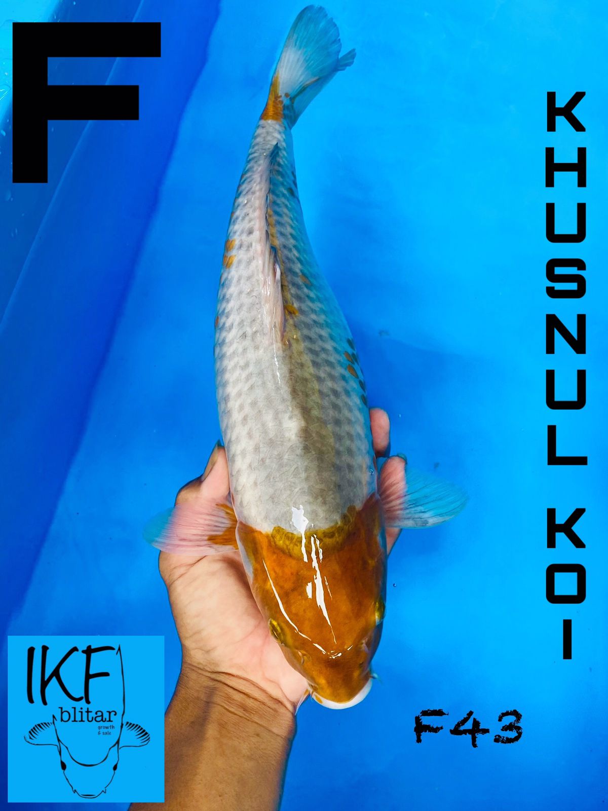 SABIKOYO BREEDER KHUSNUL 43cm