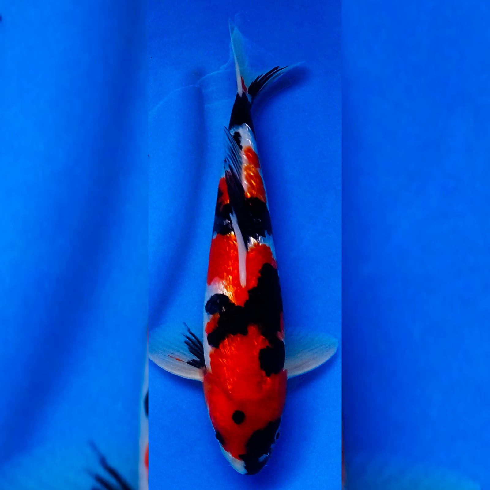 SHOWA GINRIN 30cm