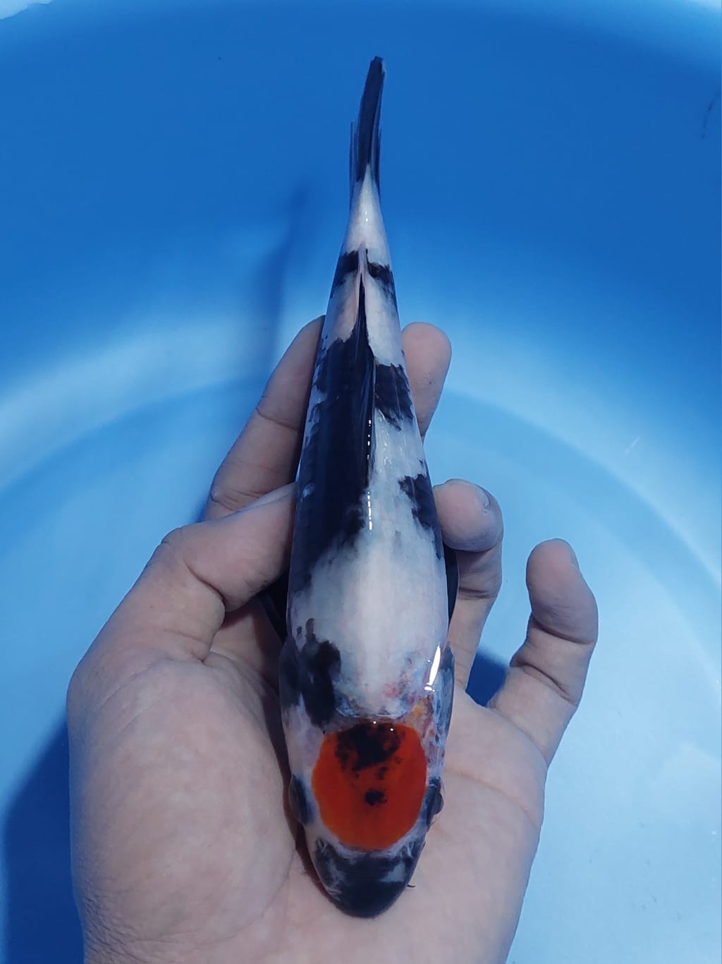 TANCO SHOWA 21cm