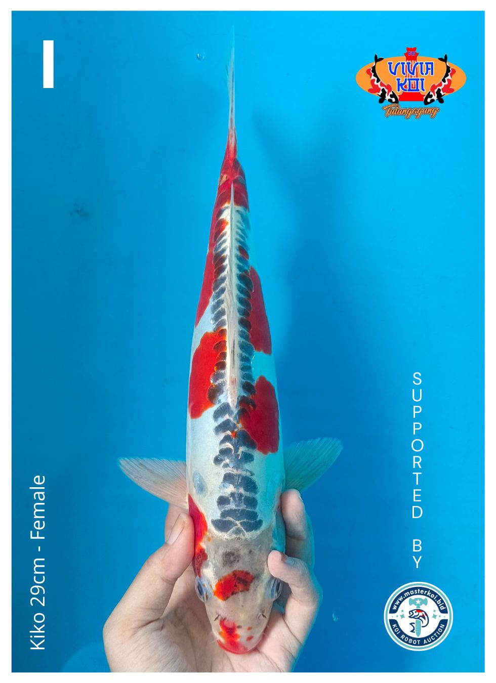 KIKO 29cm