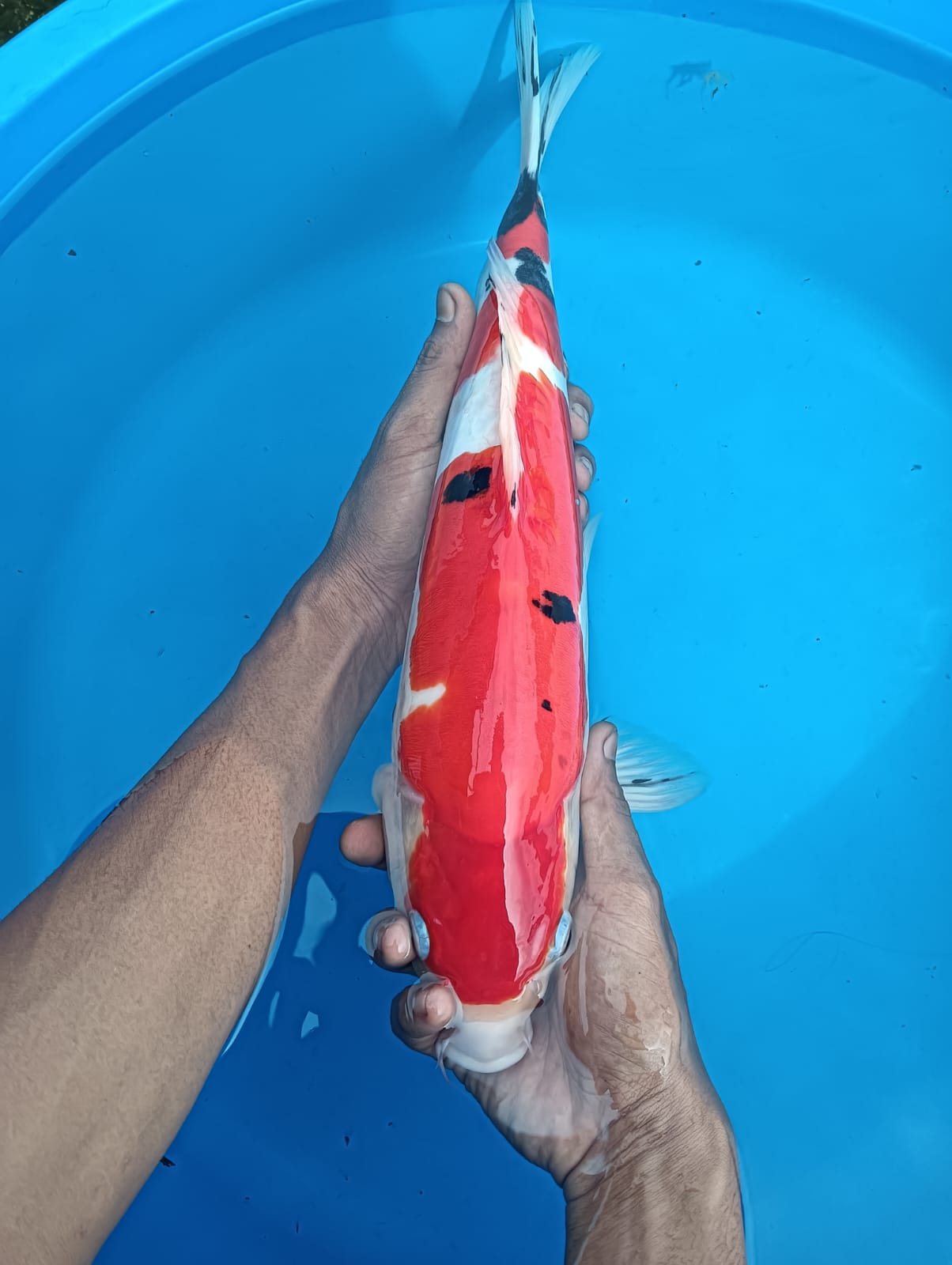 SANKE DOITSU MERAH STRONG 38cm
