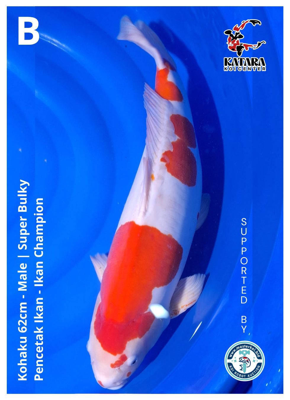 KOHAKU DOITSU SUPERBULKY PENCETAK IKAN CHAMPION 62cm