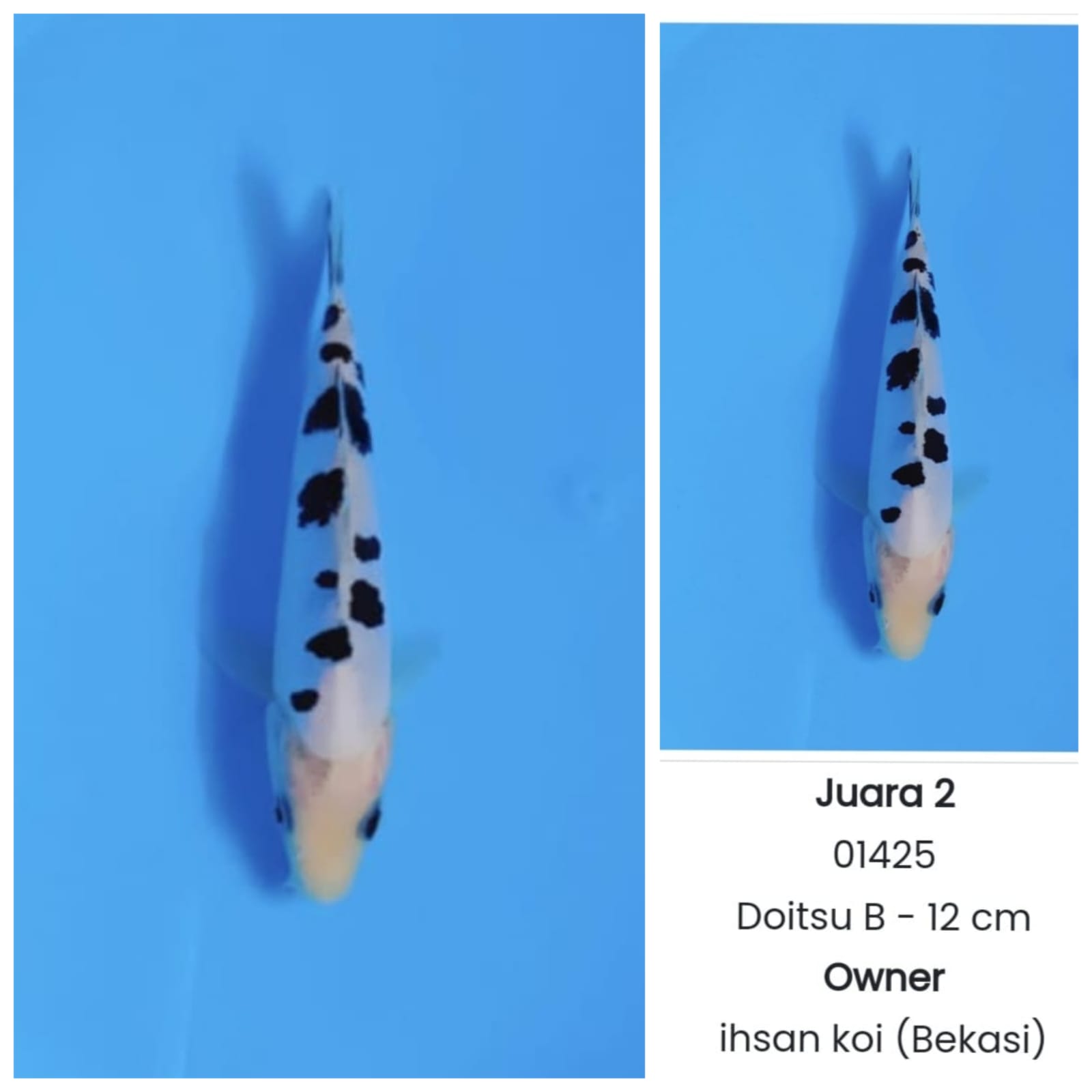 BEKKO SQ 12cm