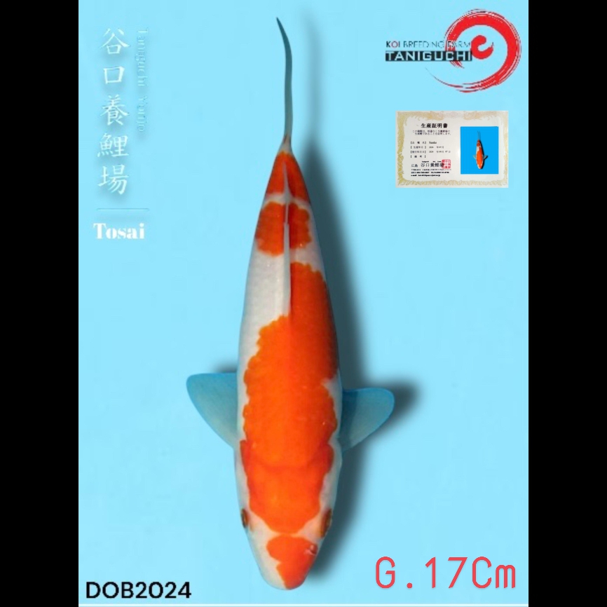 SUPER HQ KOHAKU TANIGUCHI CALONBULKY IMPORT 17cm