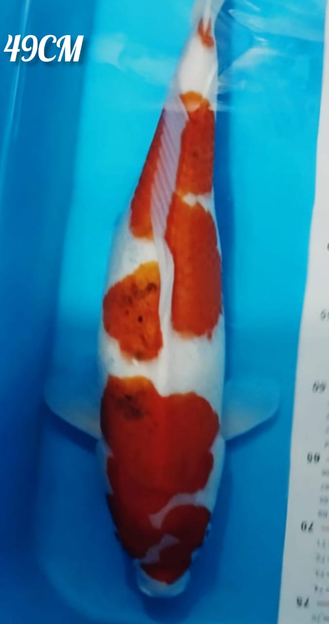 AIGOROMO JUMBO ISTIMEWA CALON KOLEKSI KOLAM SULTAN LOKASI DEPOK 49cm